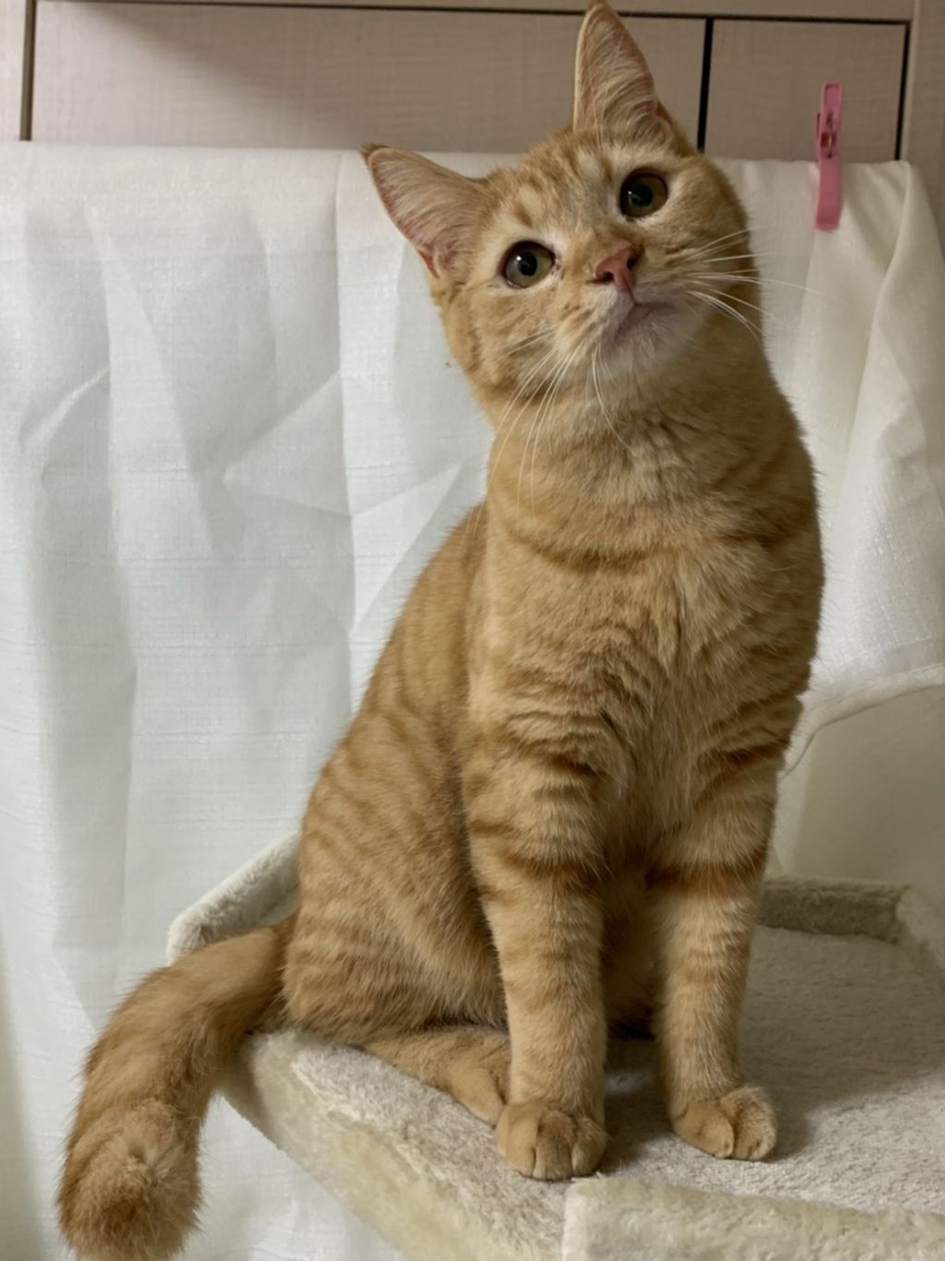 雑種（ミックス猫）・オスの里親募集の写真
