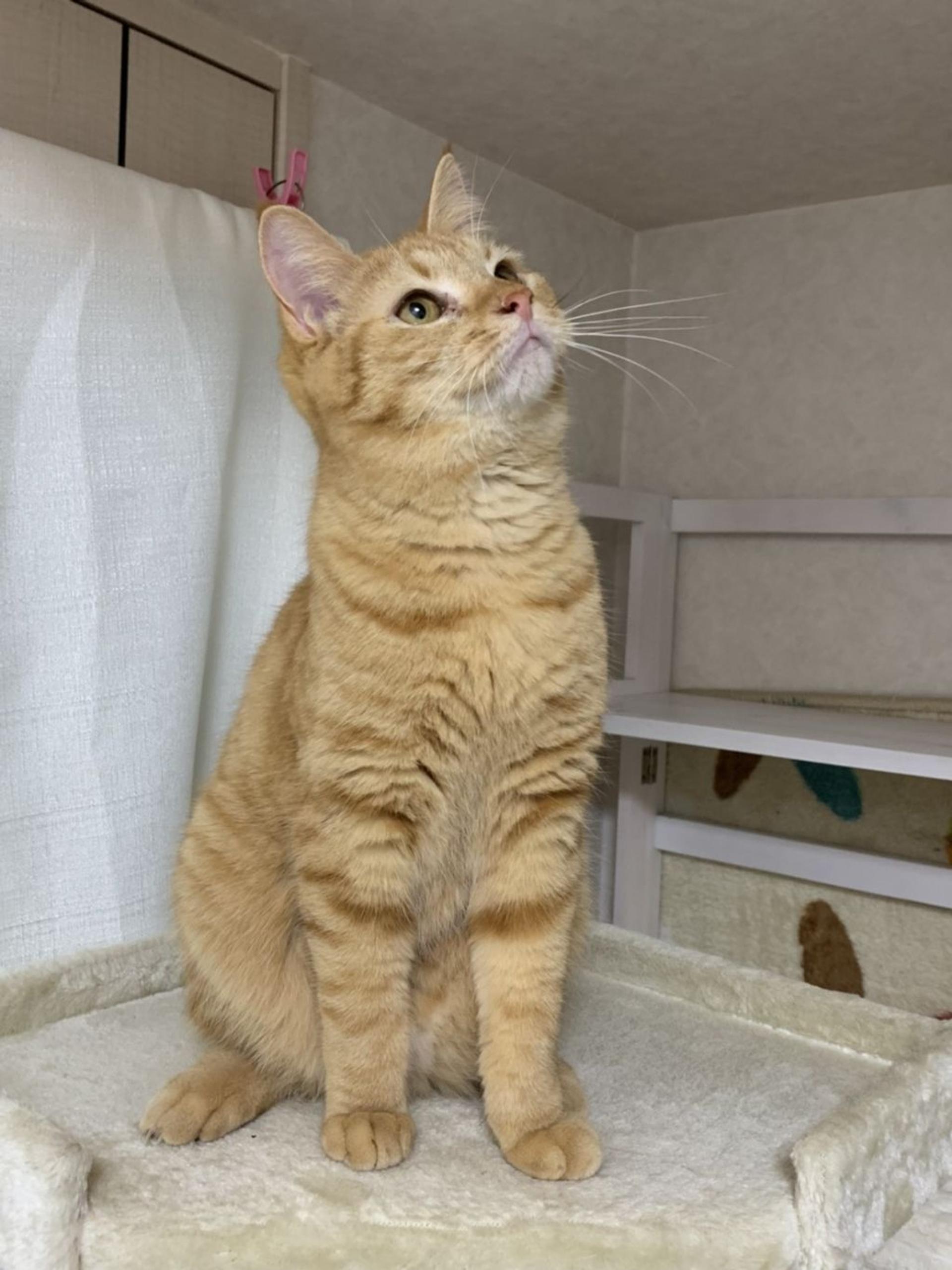 pet-image-3