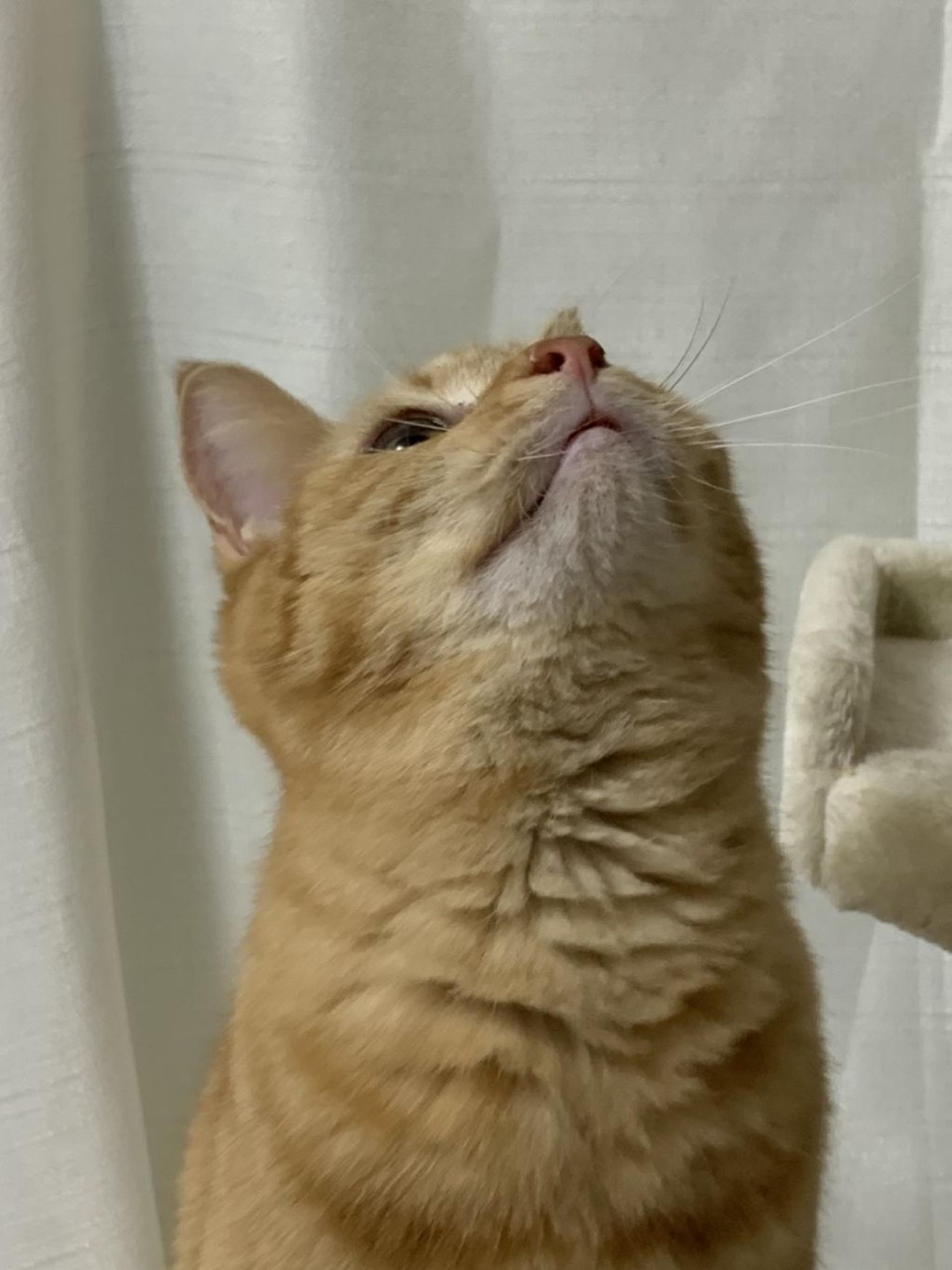 pet-image-6