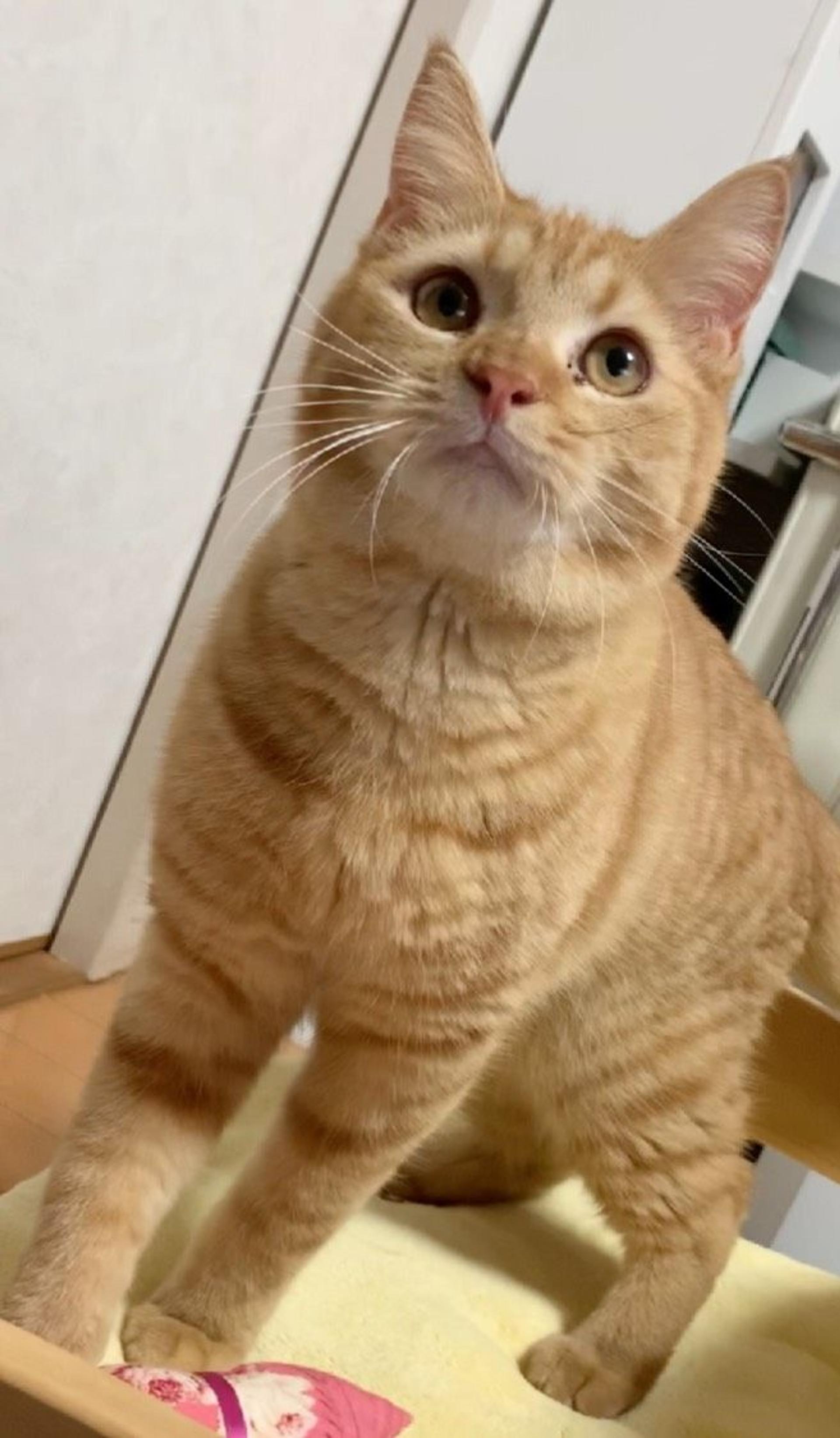 pet-image-7