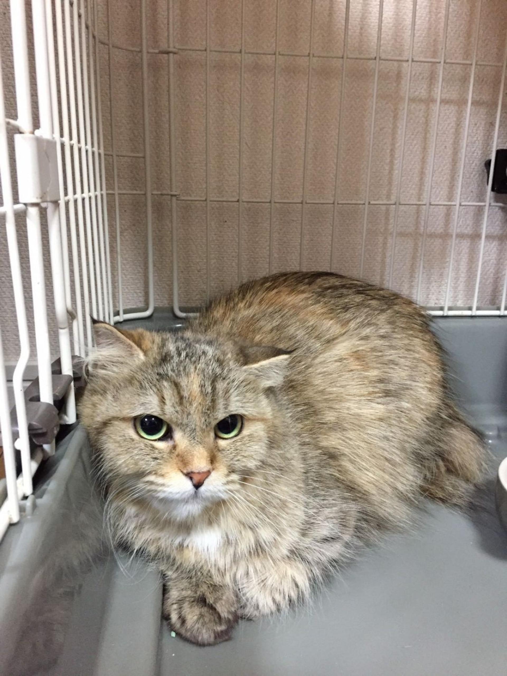 pet-image-4