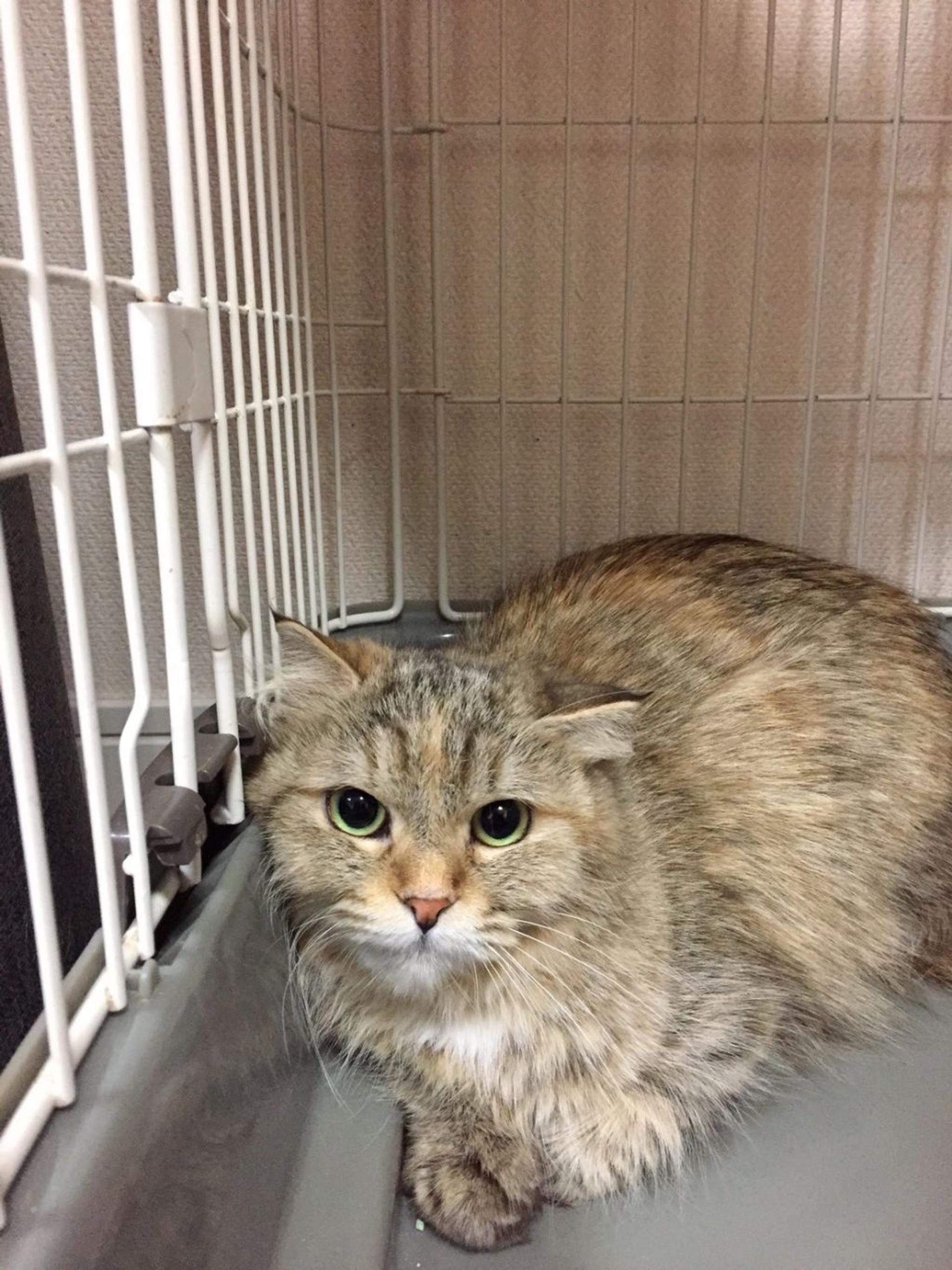 pet-image-5