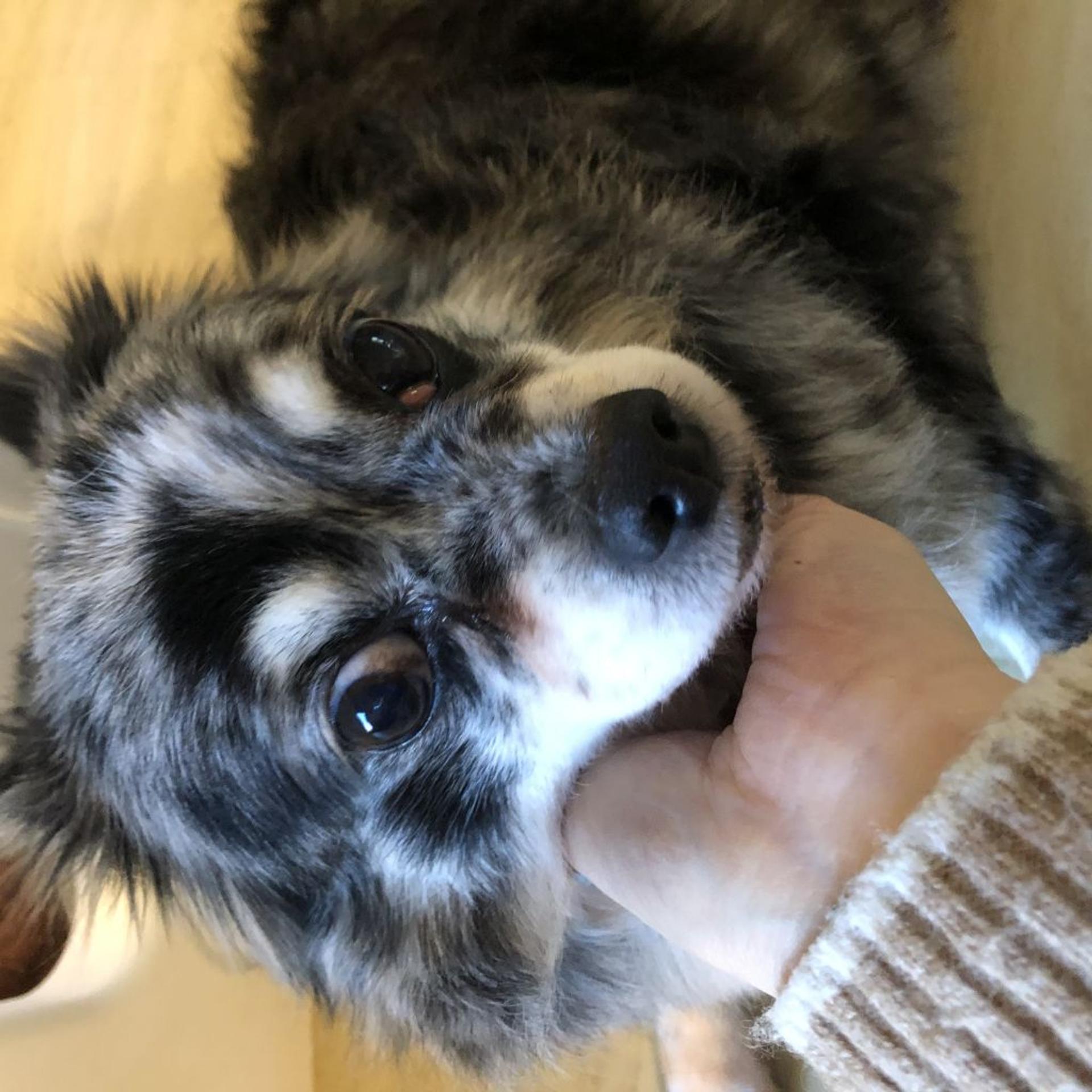 pet-image-2