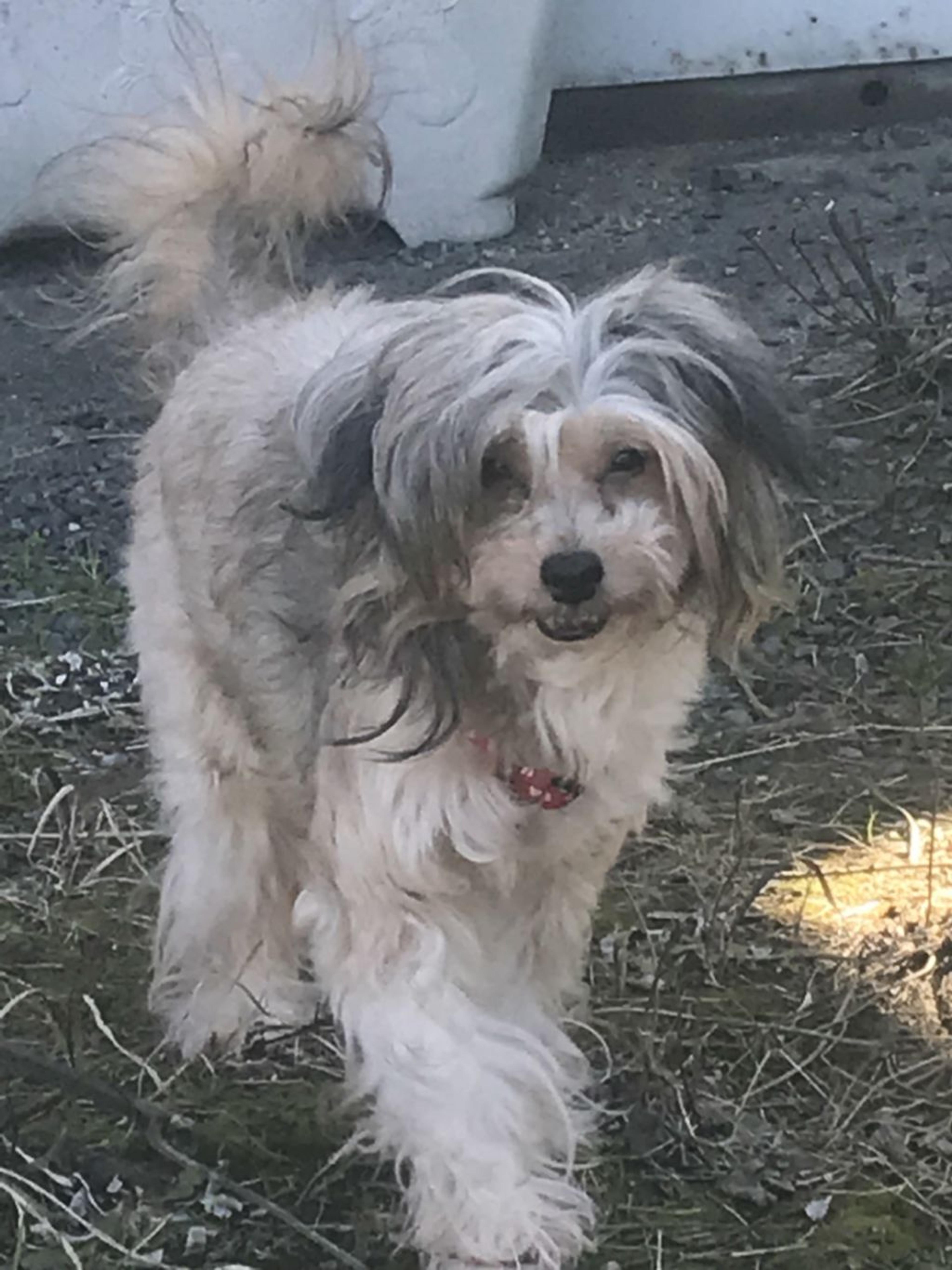 pet-image-2