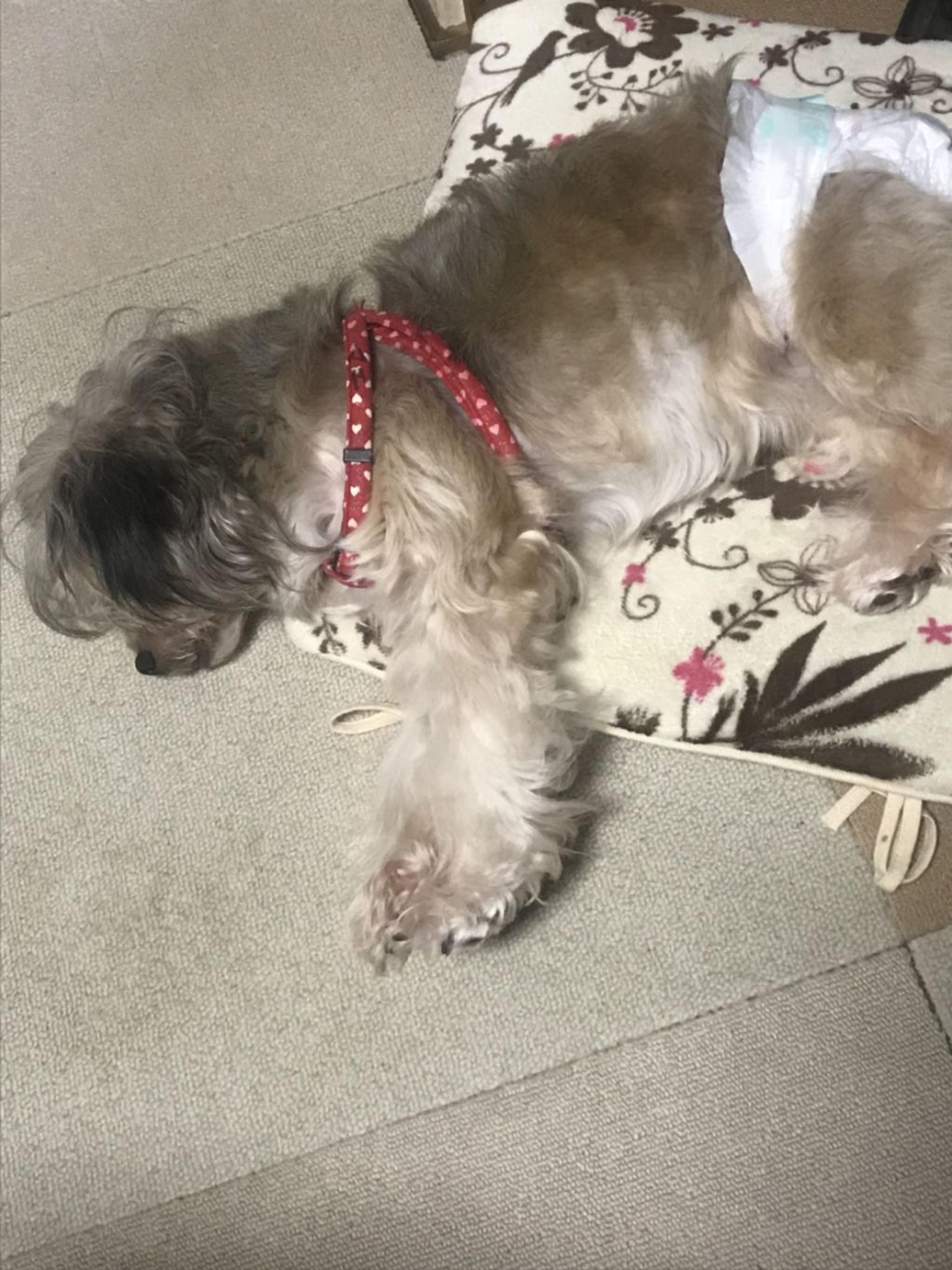 pet-image-3