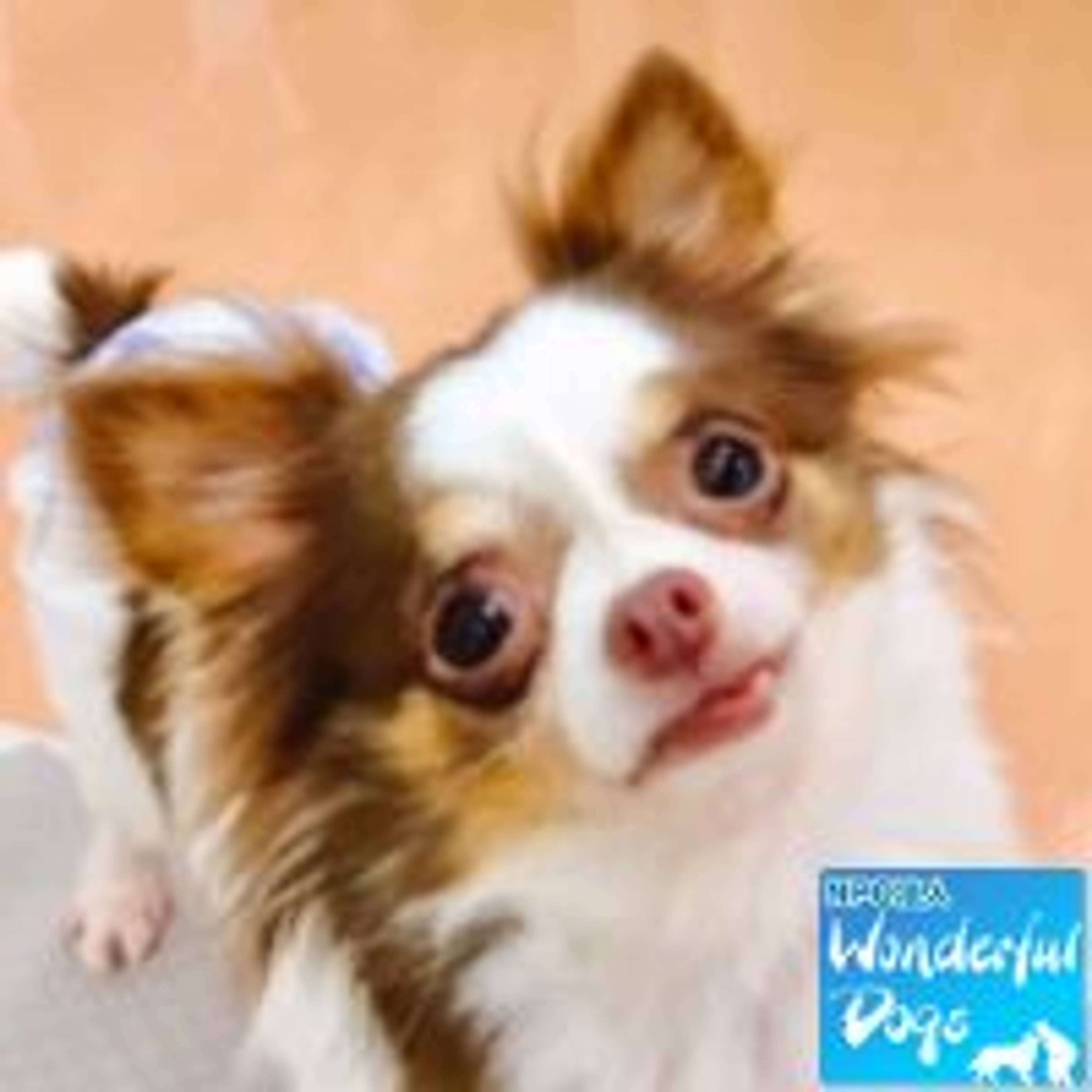 チワワ・メスの里親募集の写真