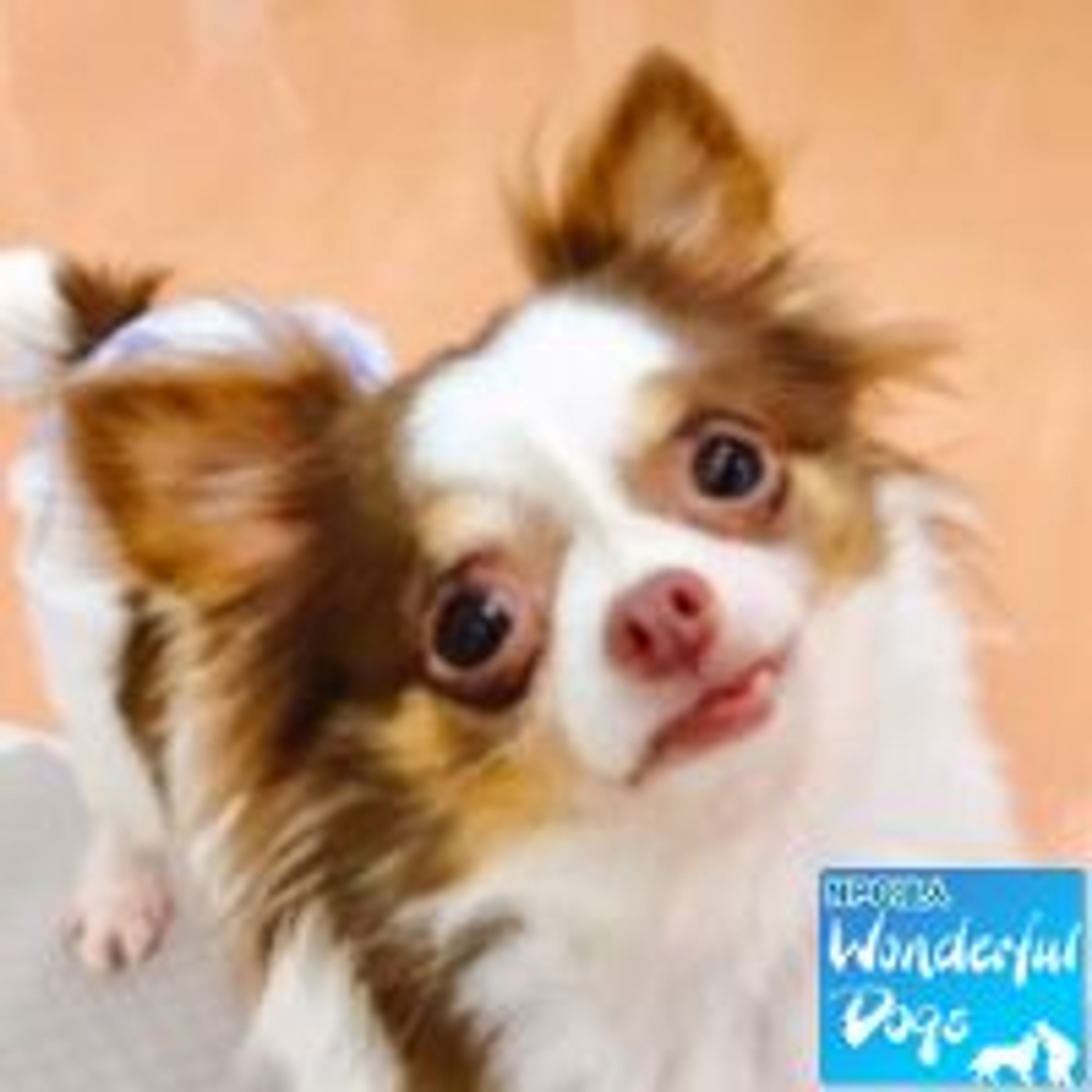チワワ・メスの里親募集の写真