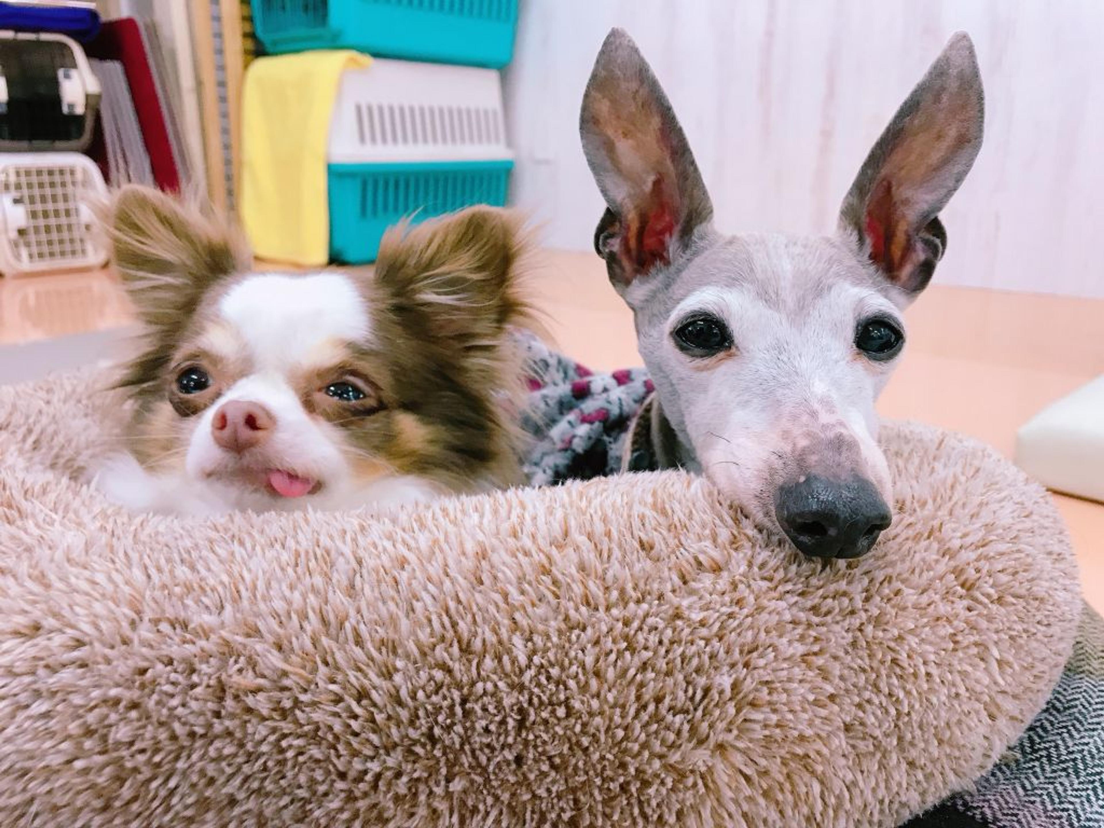 pet-image-2