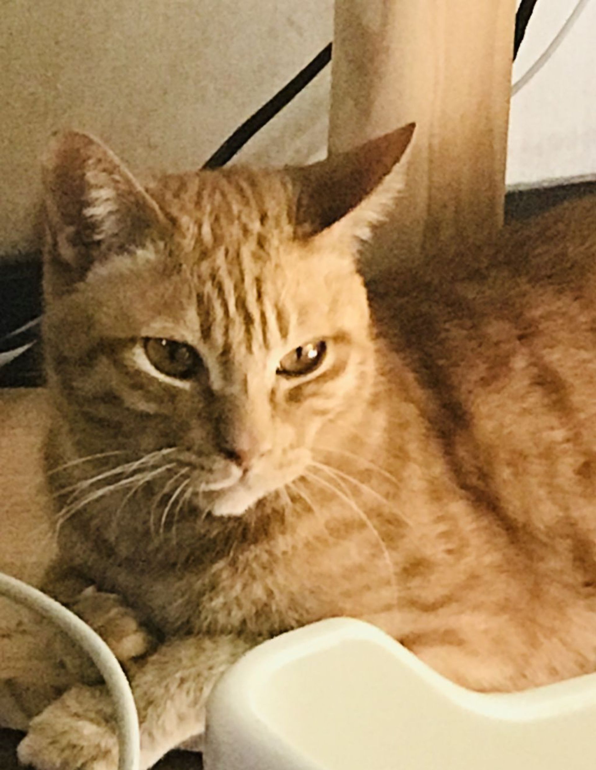雑種（ミックス猫）・オスの里親募集の写真