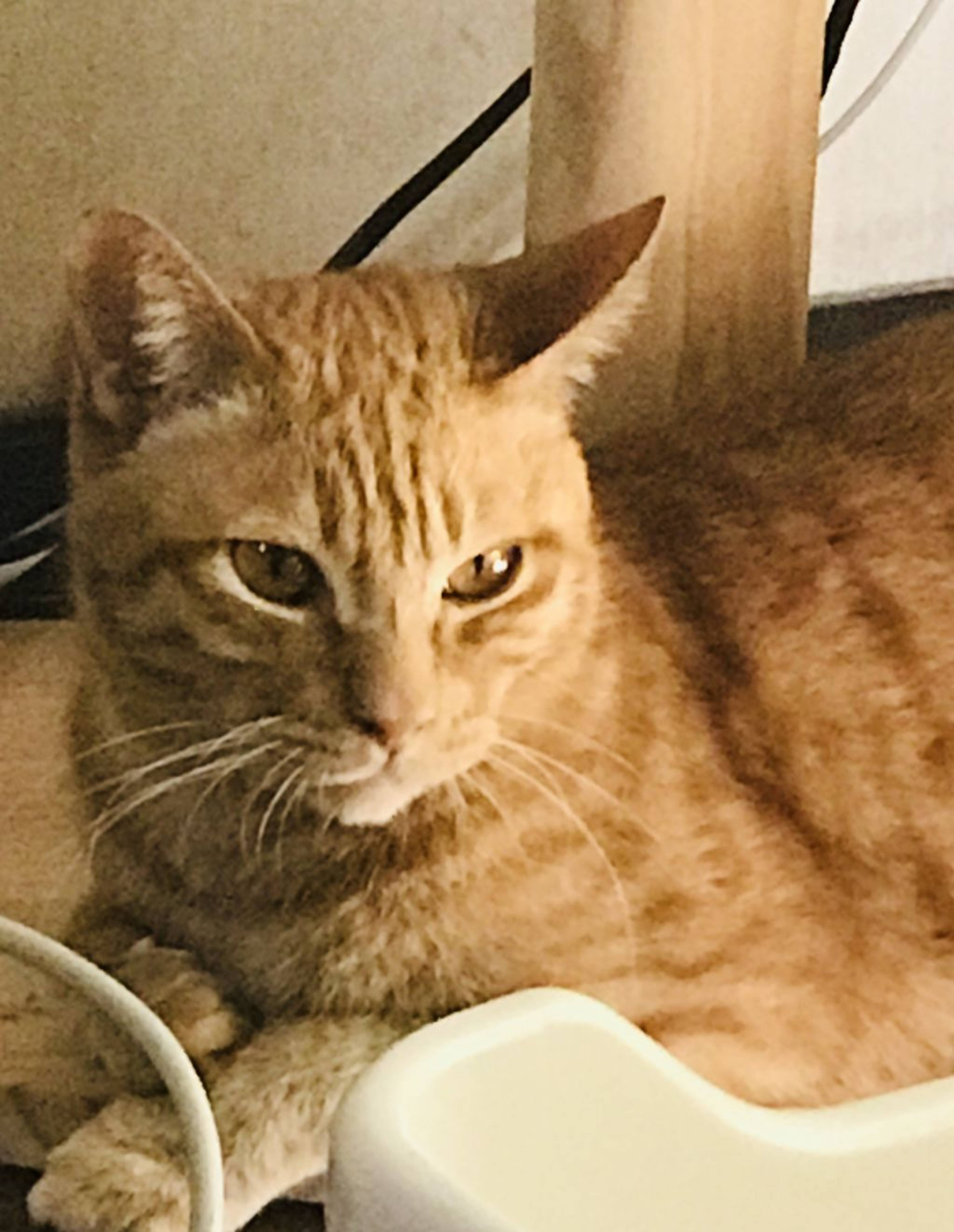 雑種（ミックス猫）・オスの里親募集の写真