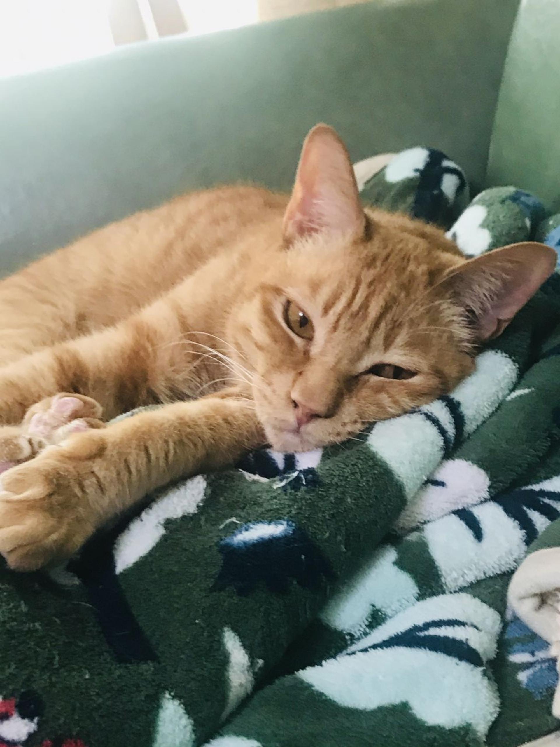 pet-image-3