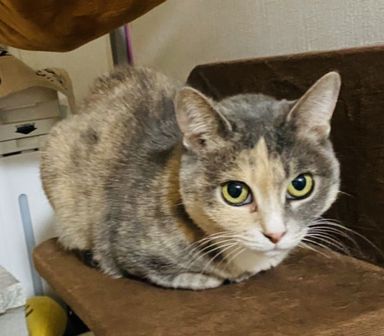 雑種（ミックス猫）・メスの里親募集の写真