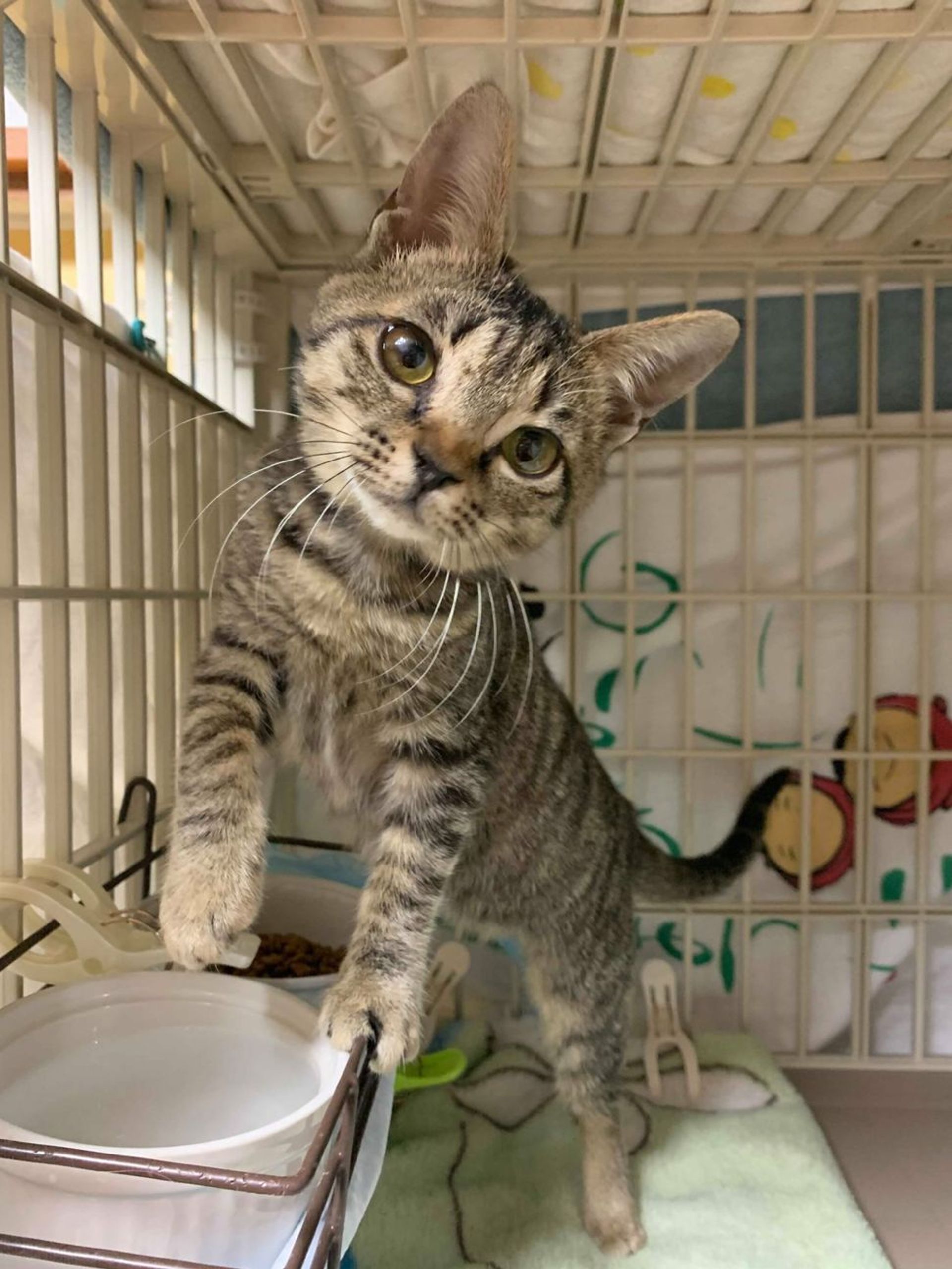 雑種（ミックス猫）・メスの里親募集の写真