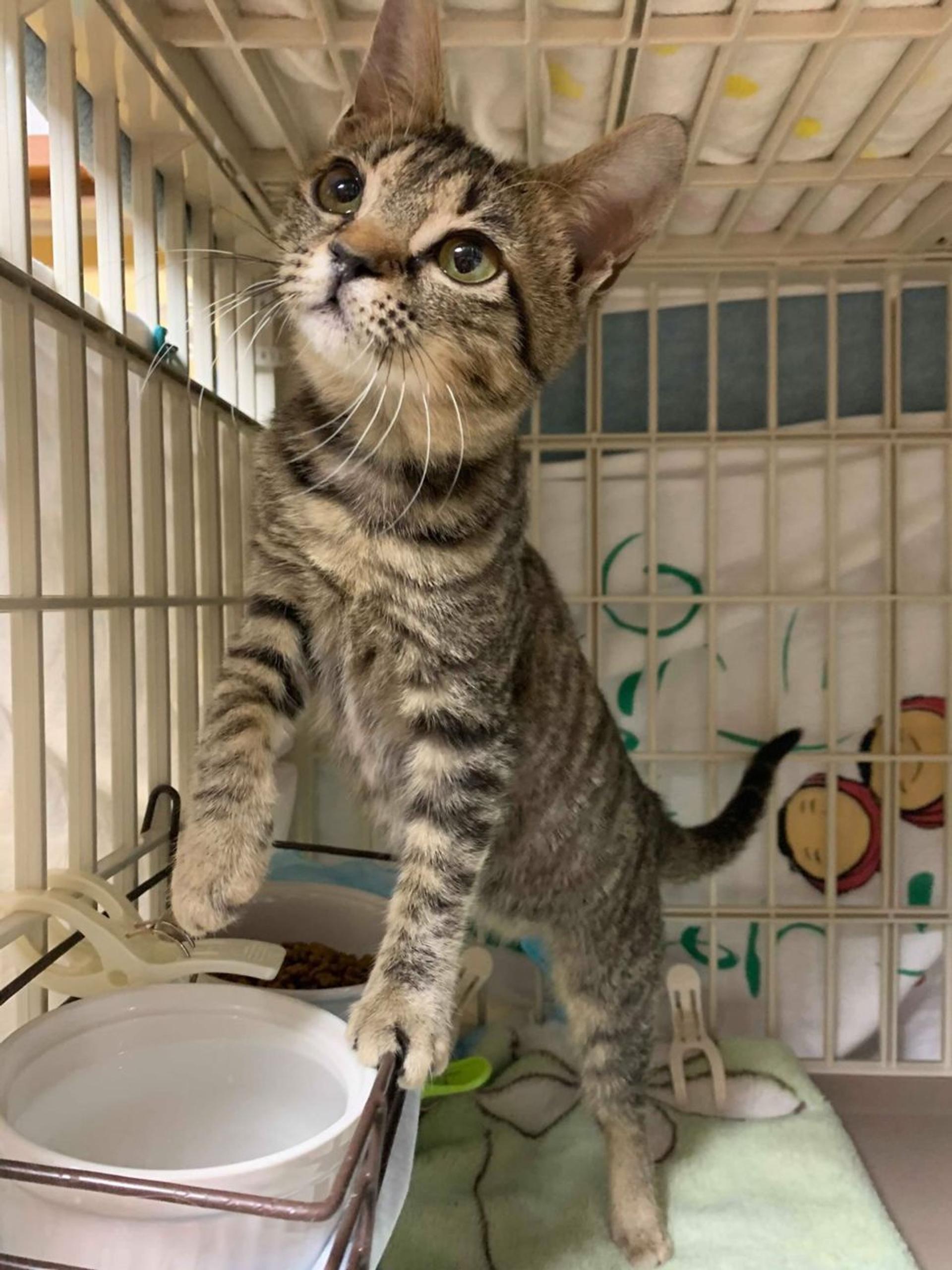 pet-image-4