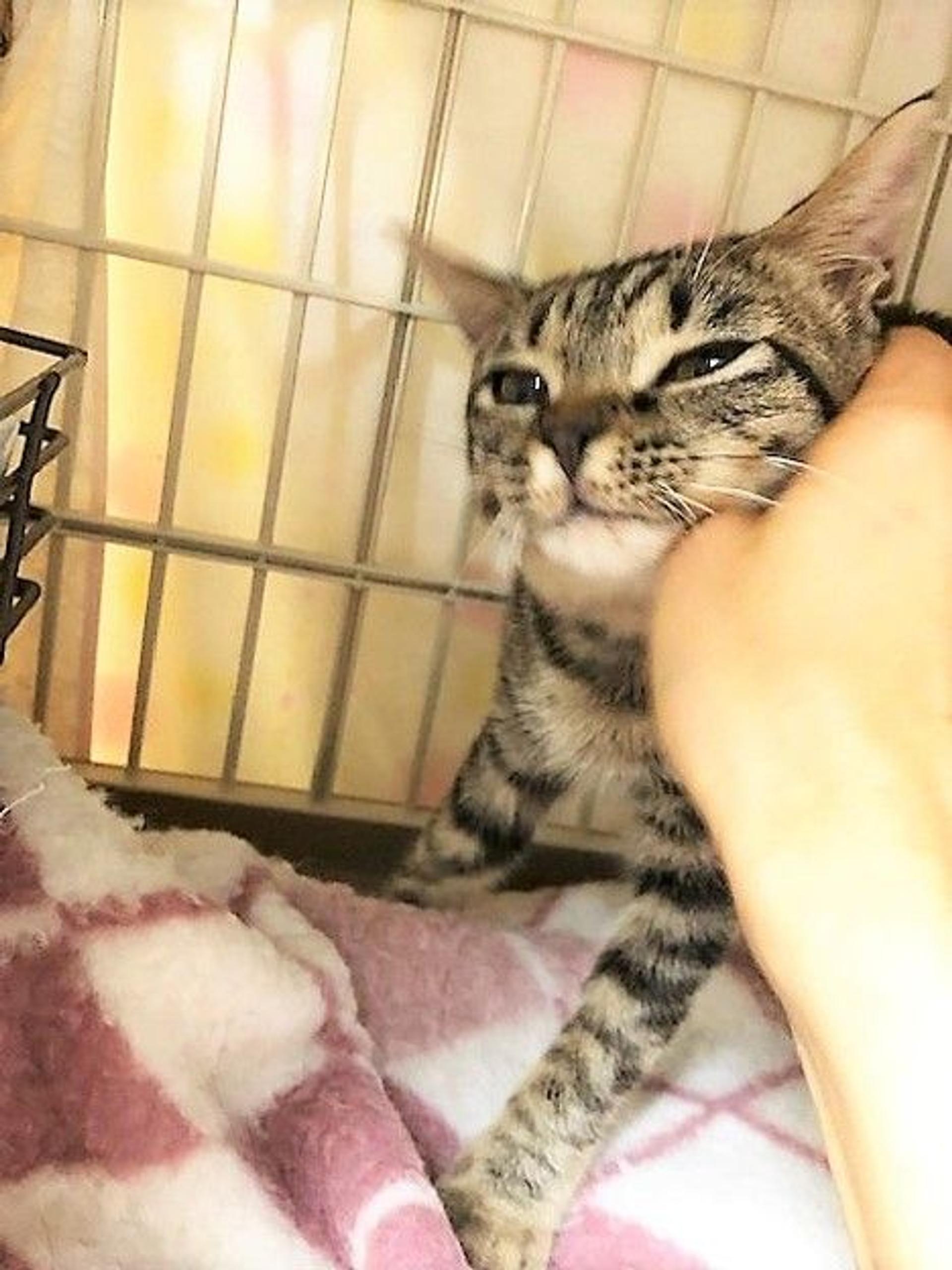 pet-image-2
