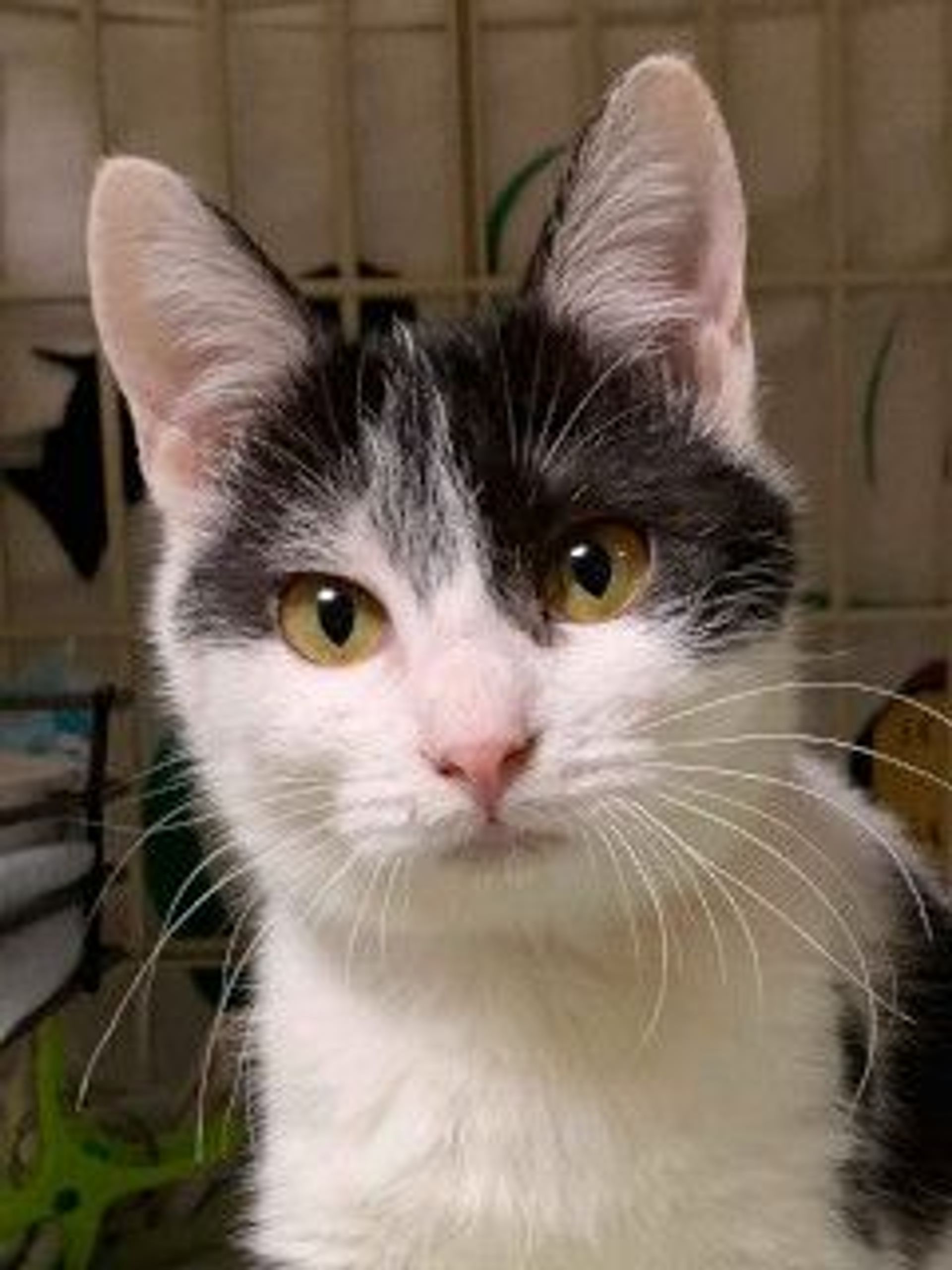 雑種（ミックス猫）・メスの里親募集の写真
