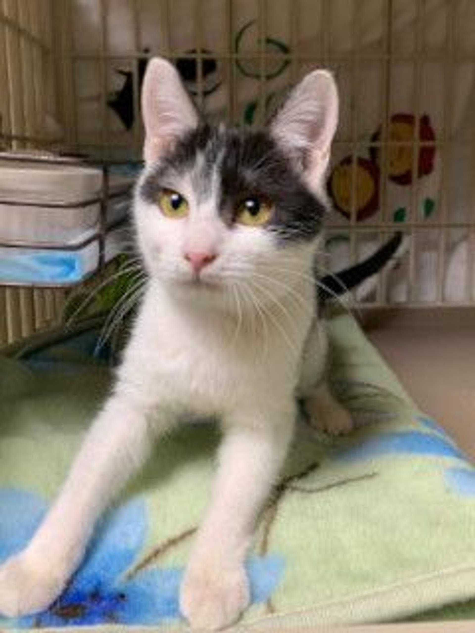 pet-image-2