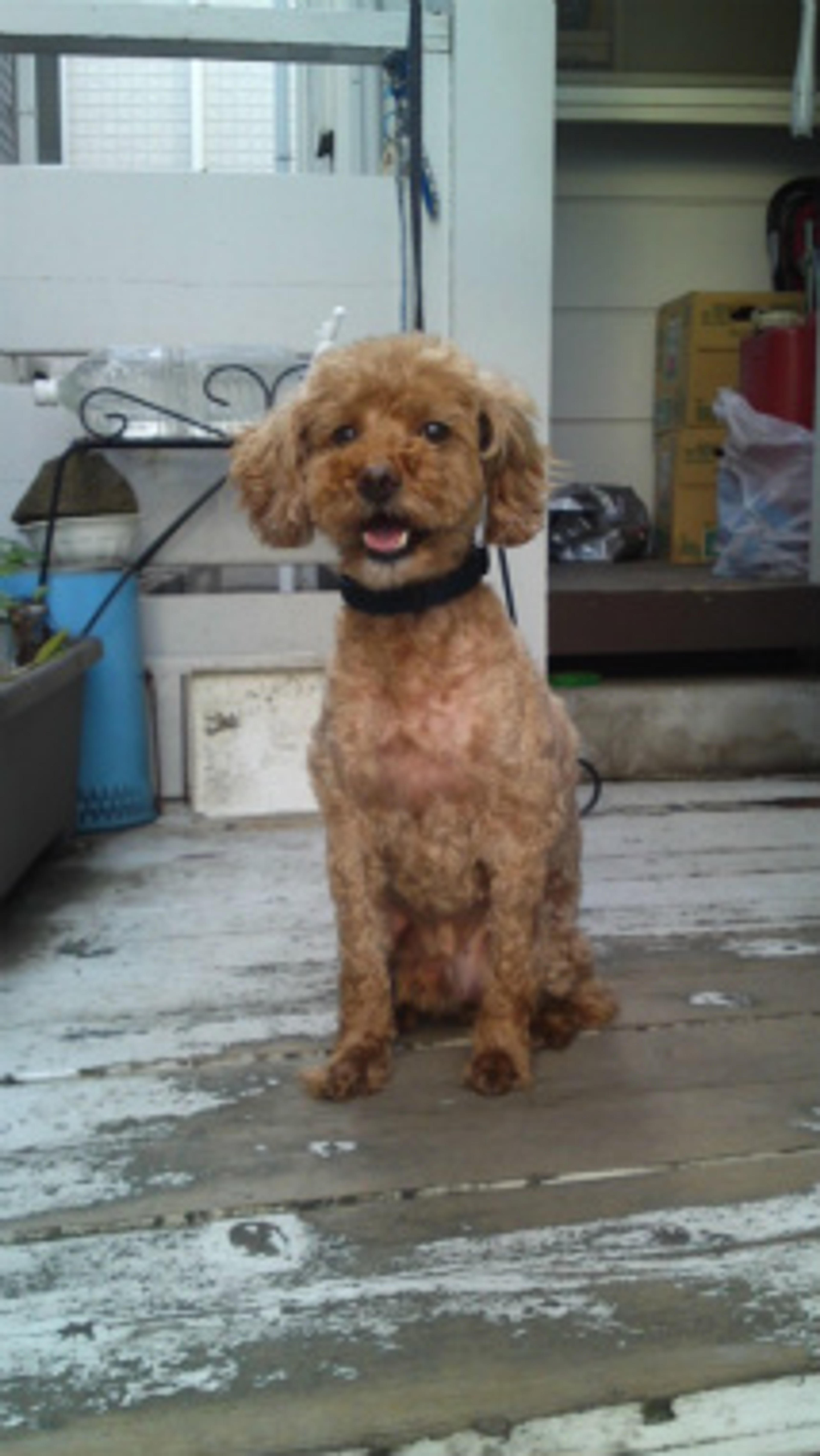 pet-image-2