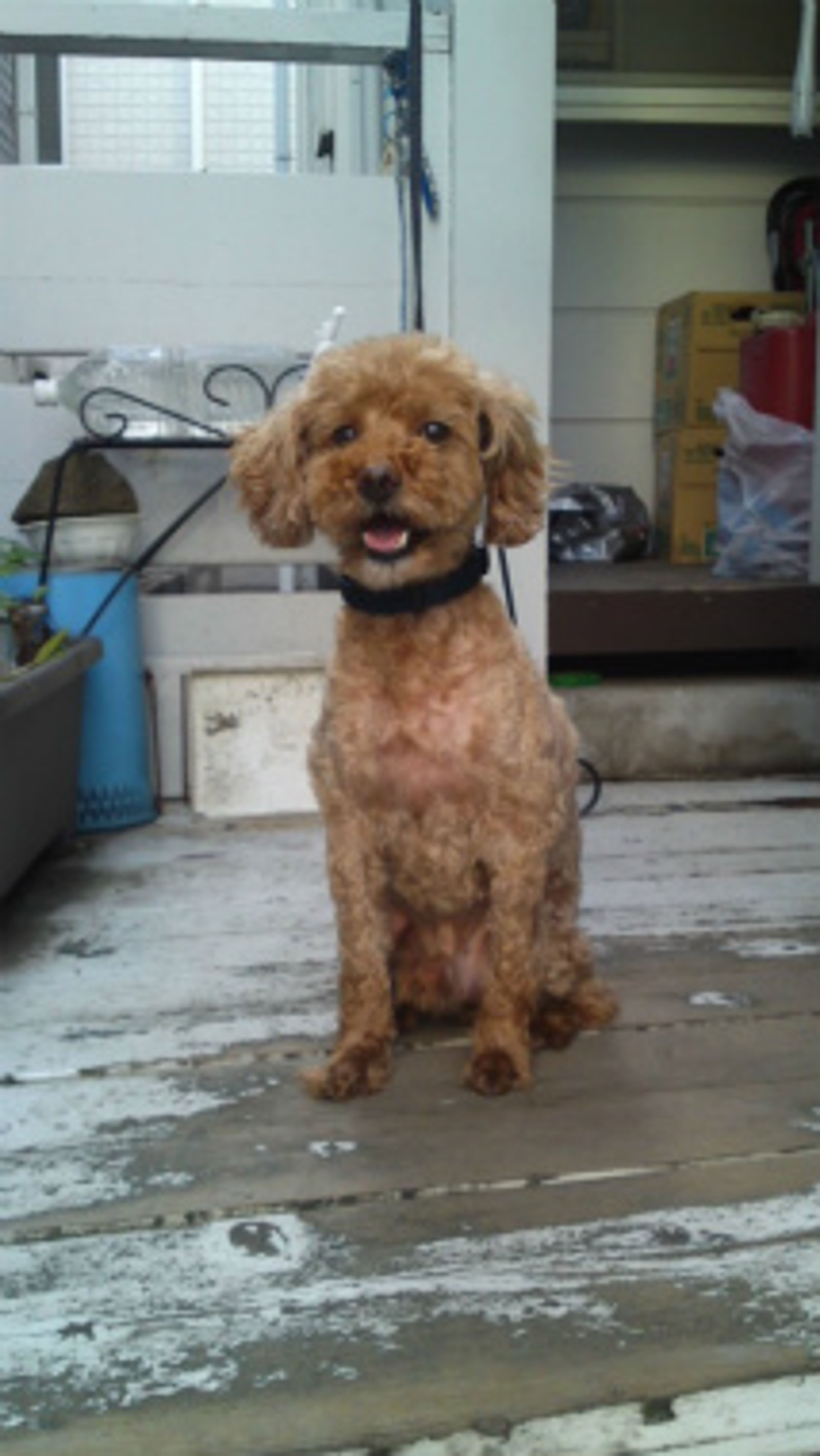 pet-image-2