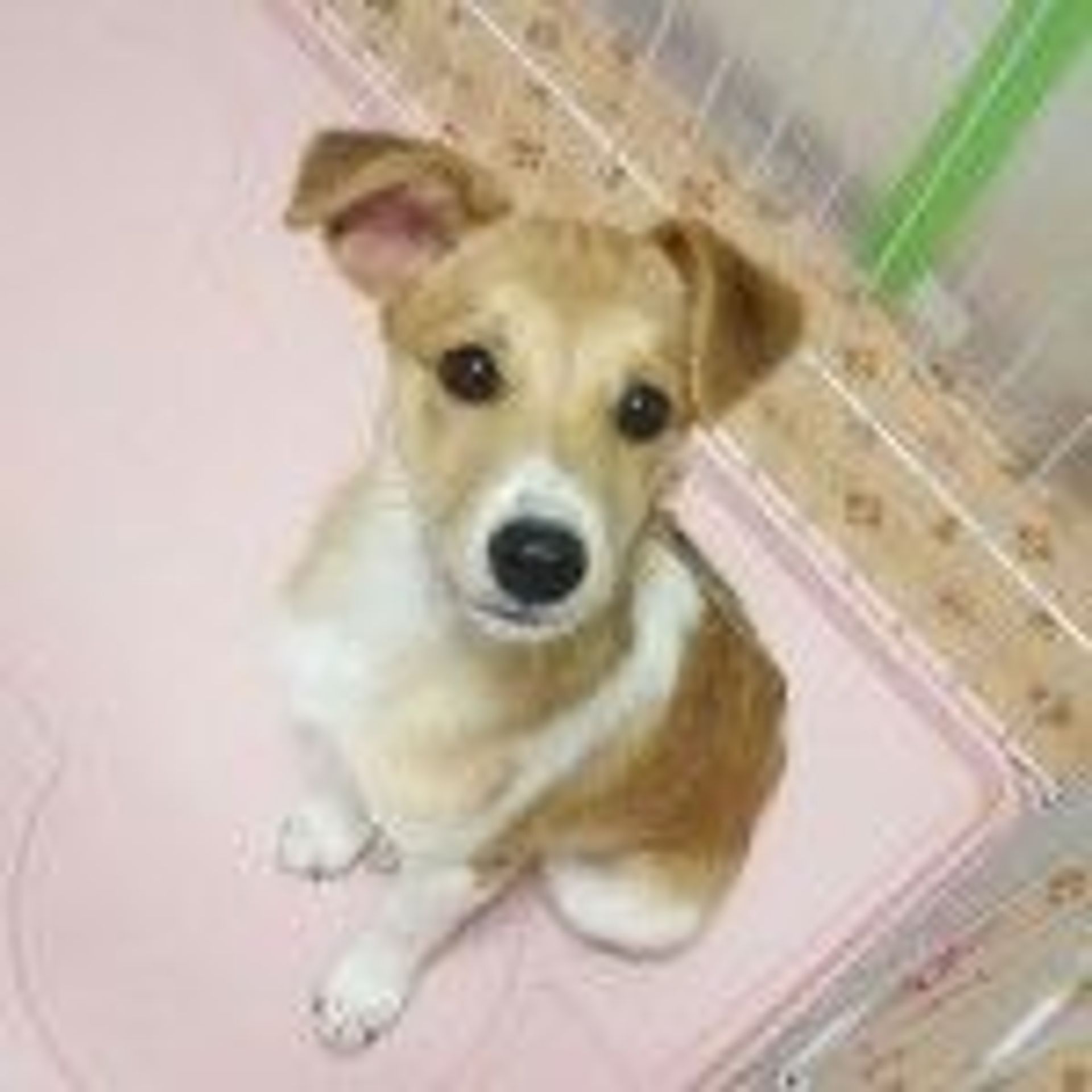 雑種（ミックス犬）・メスの里親募集の写真