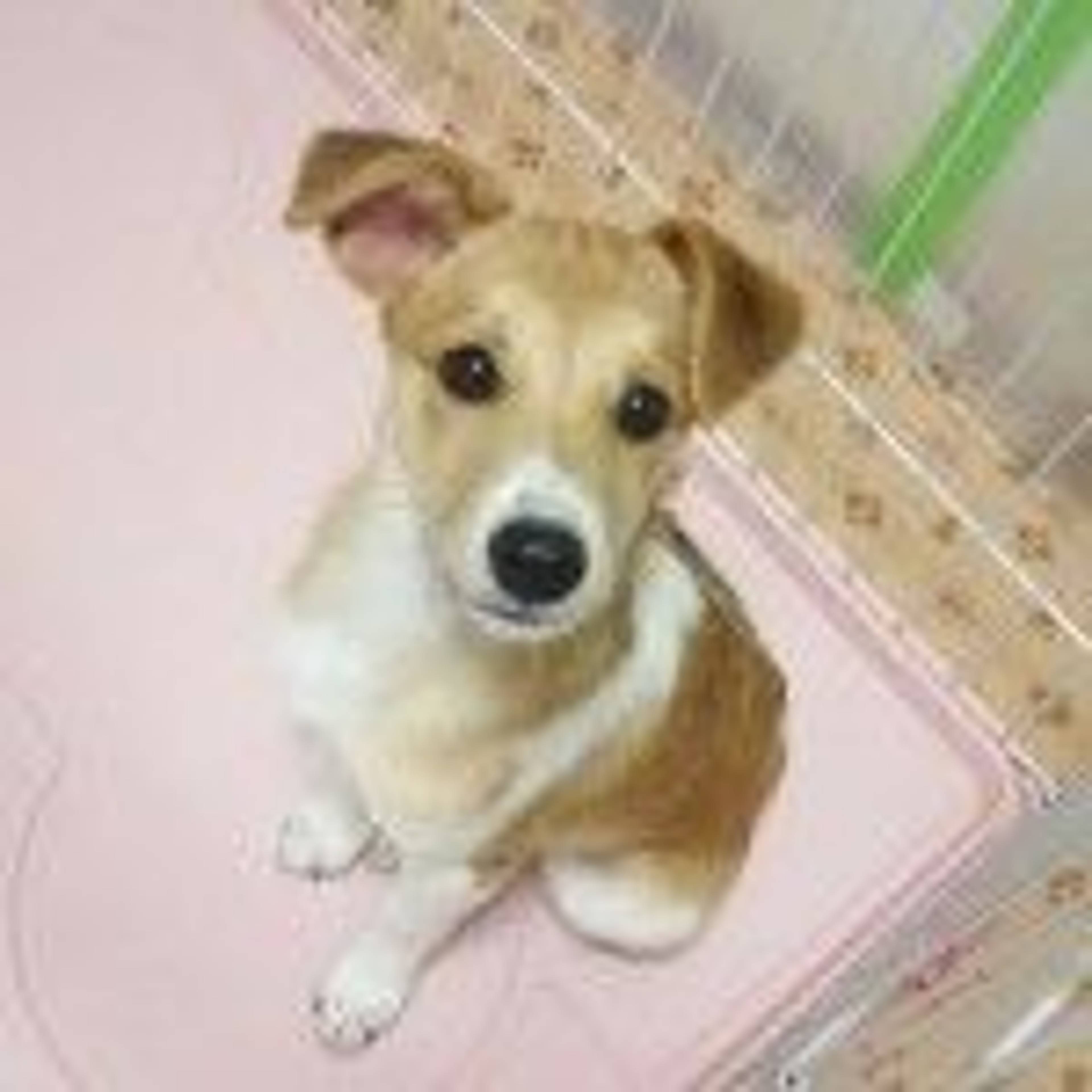 雑種（ミックス犬）・メスの里親募集の写真