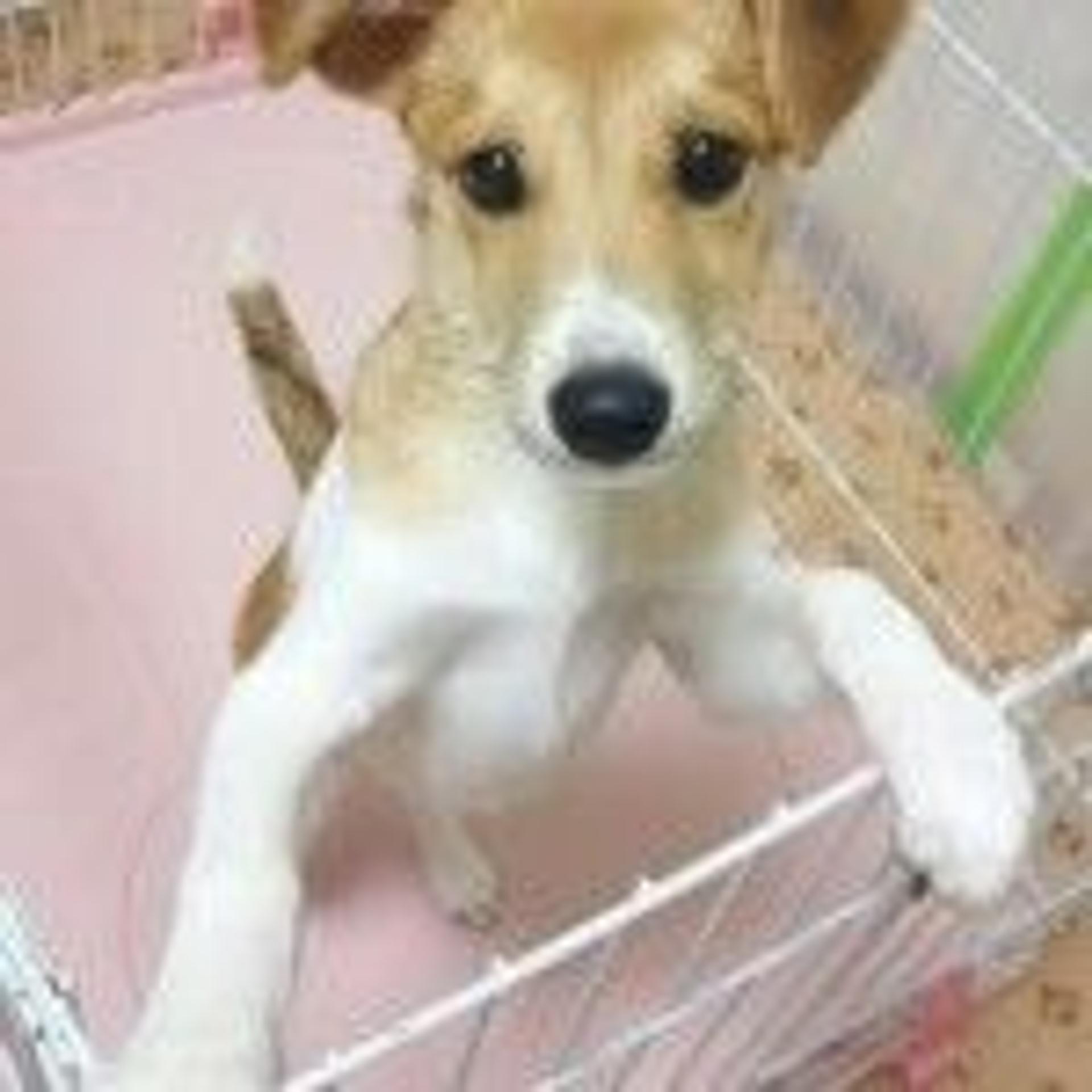pet-image-2