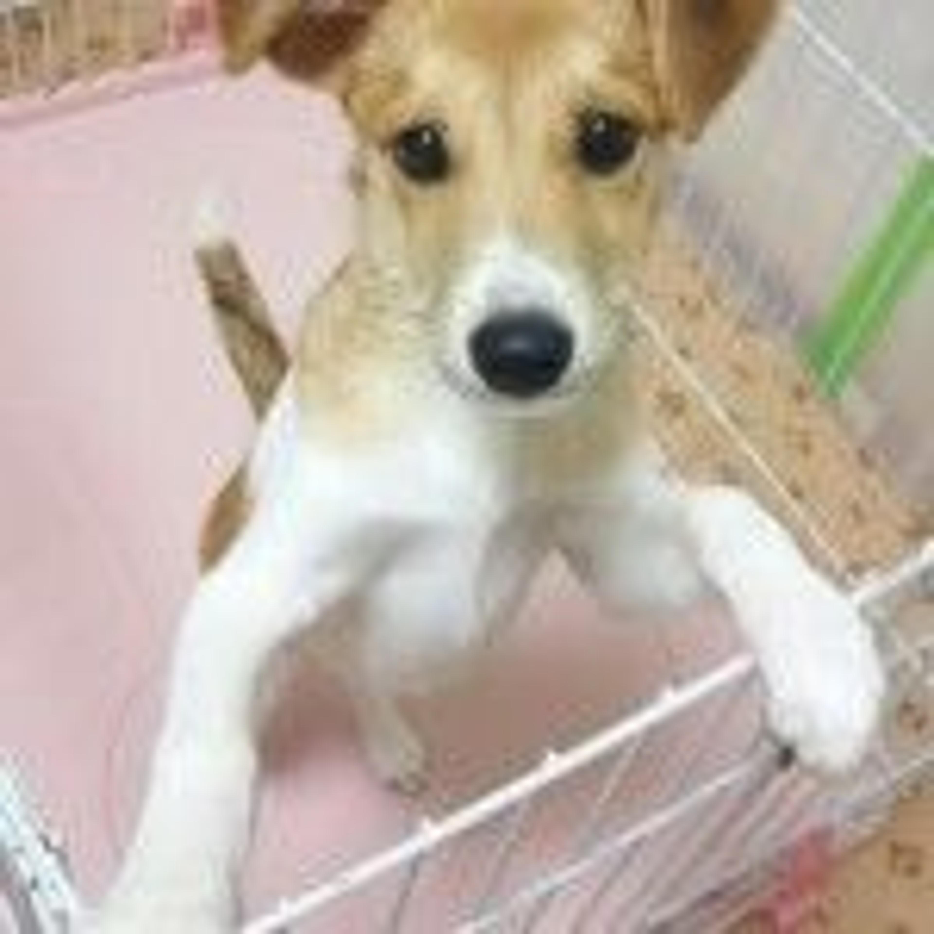 pet-image-2