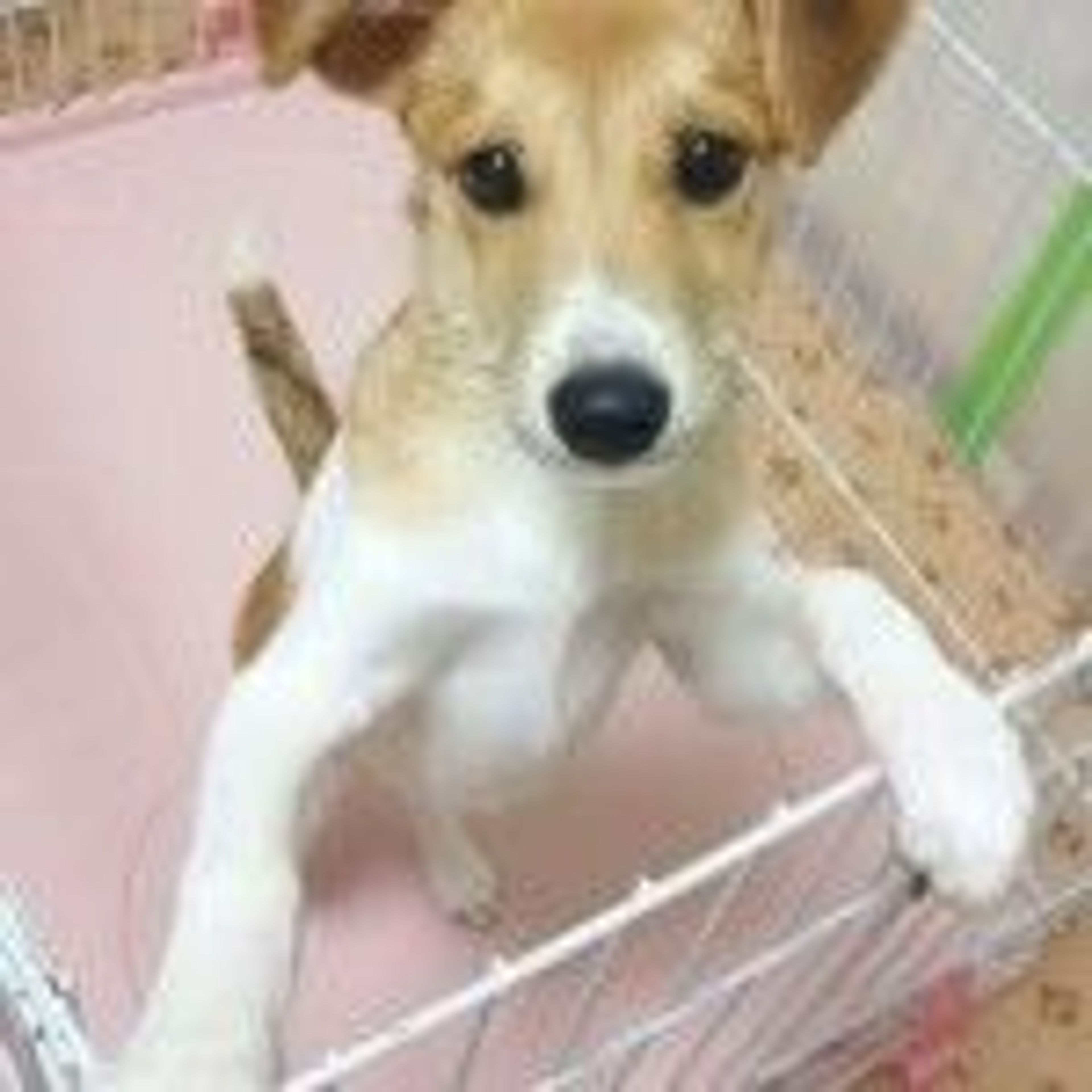 pet-image-2