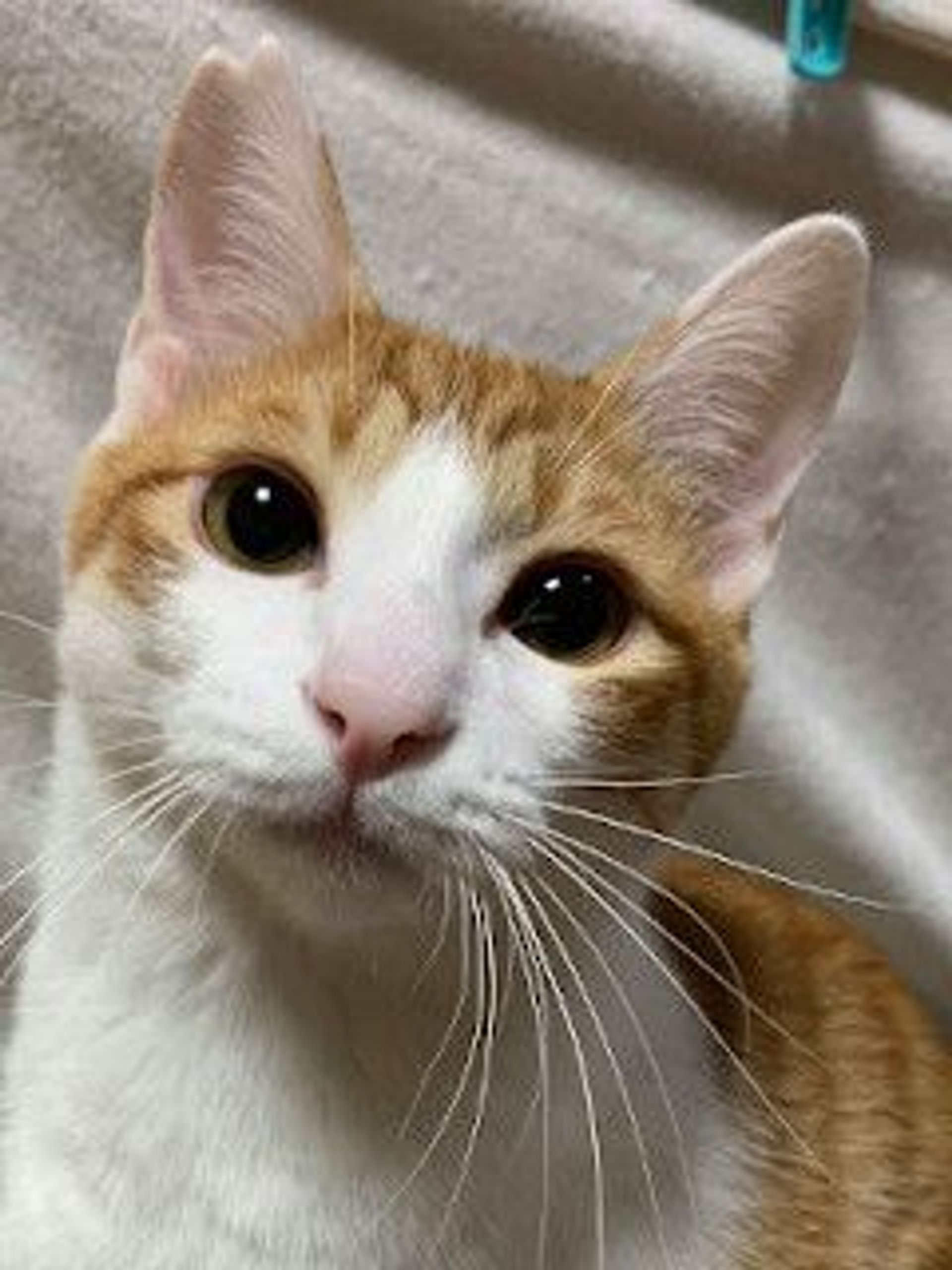 雑種（ミックス猫）・オスの里親募集の写真