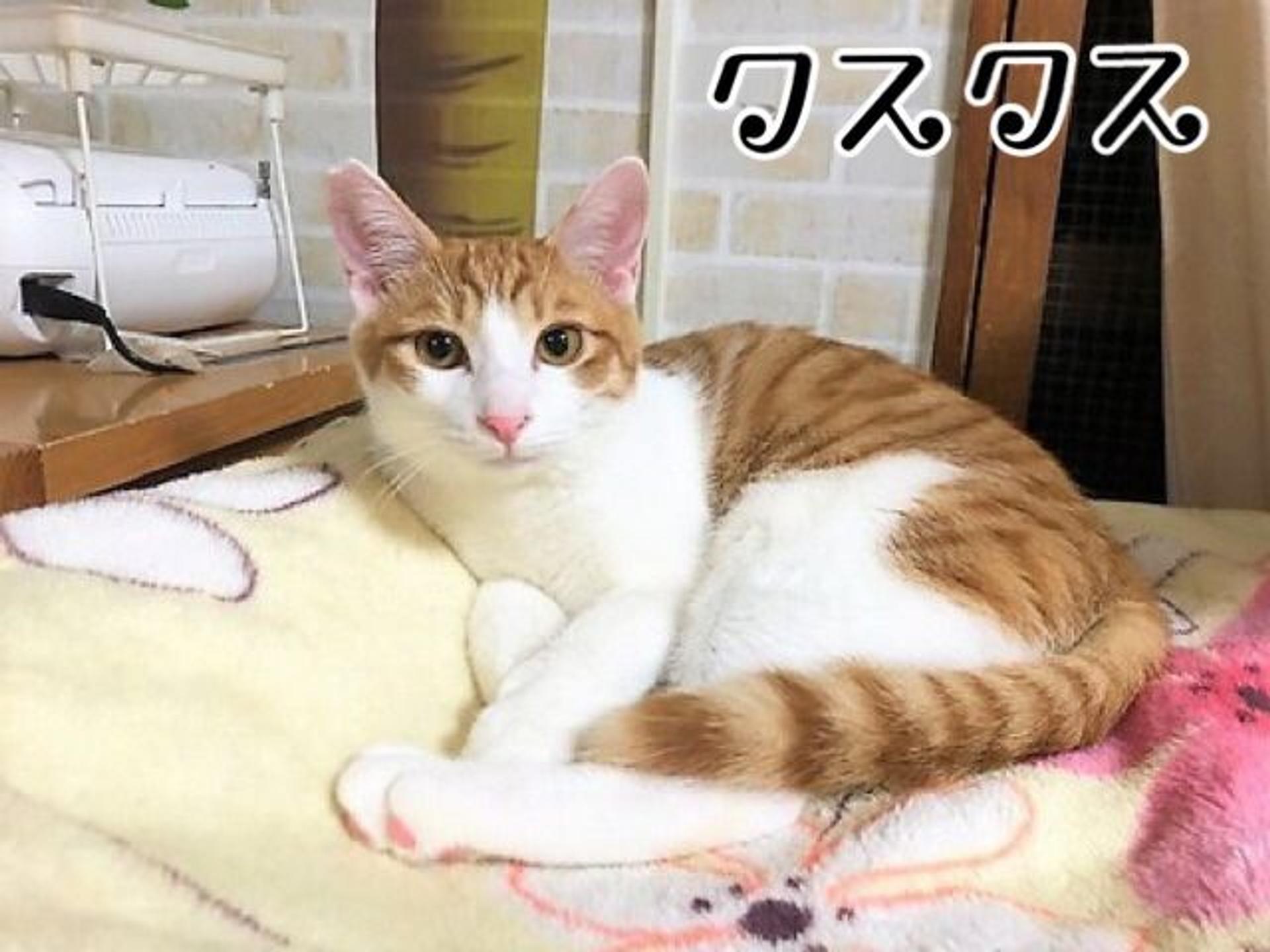 pet-image-3
