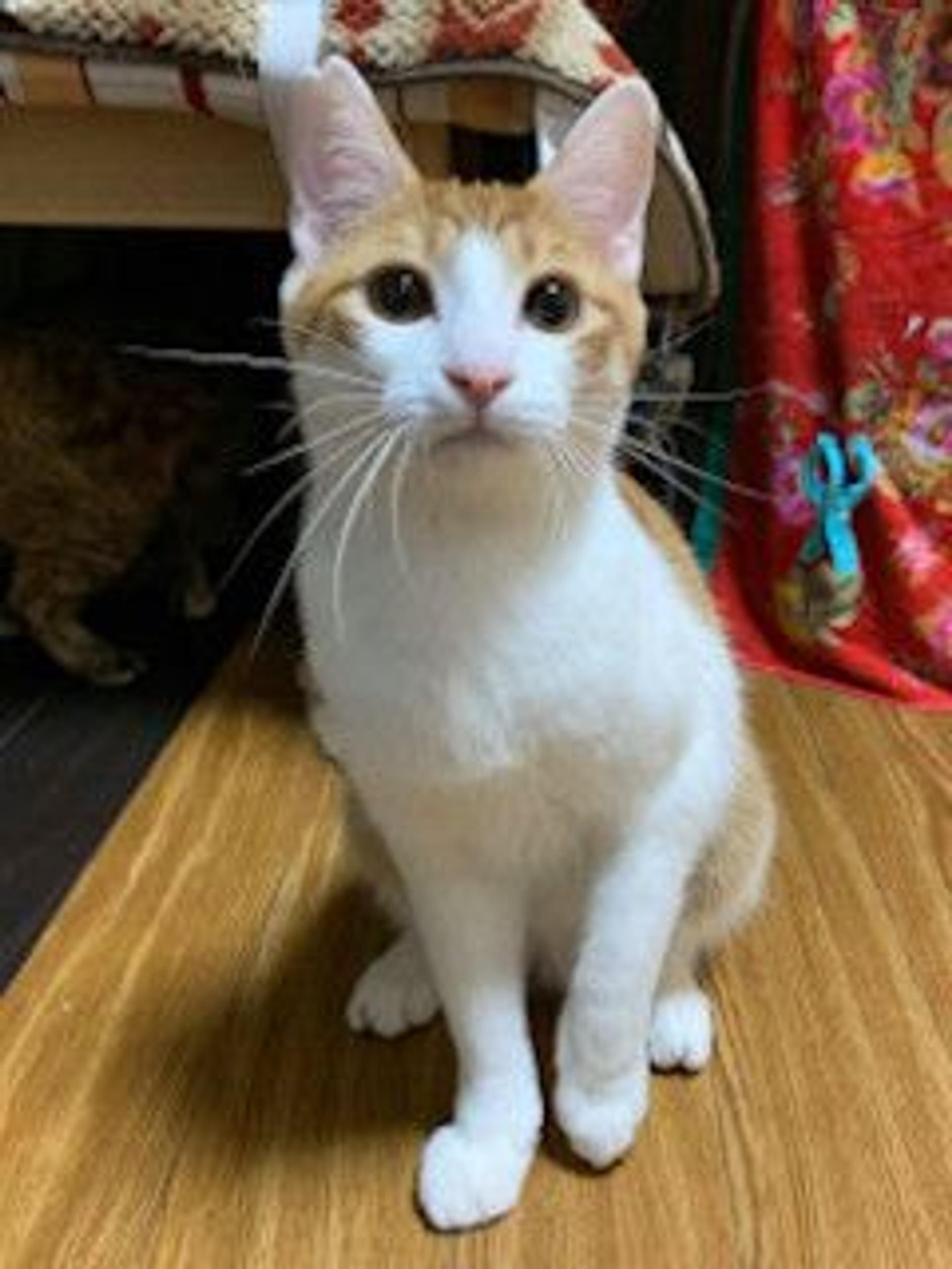 pet-image-5
