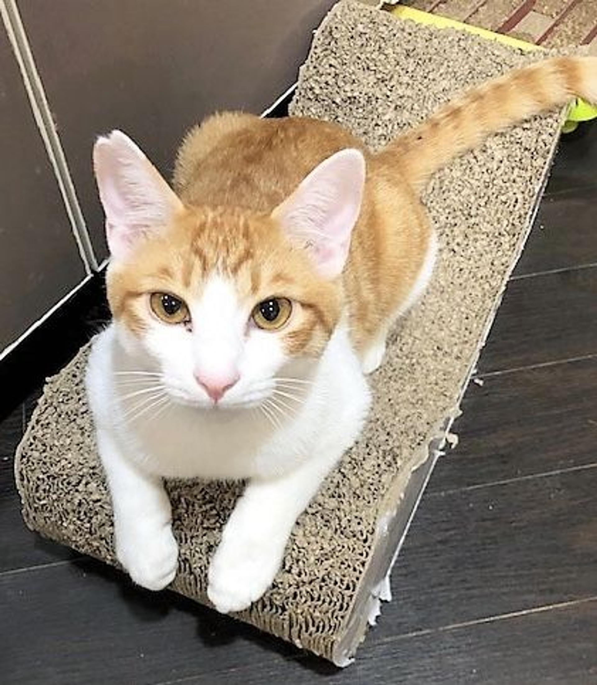 pet-image-2