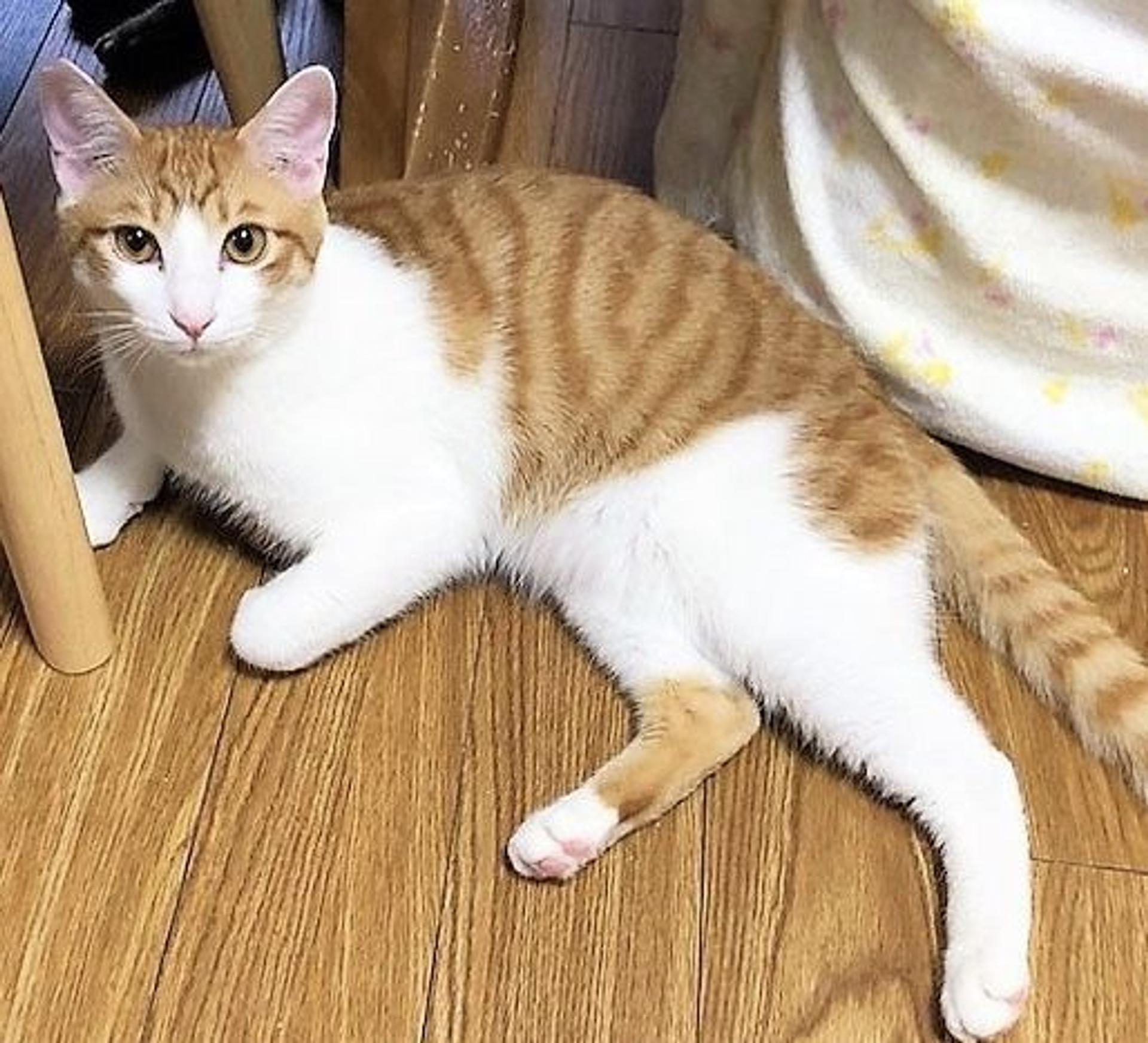 pet-image-4