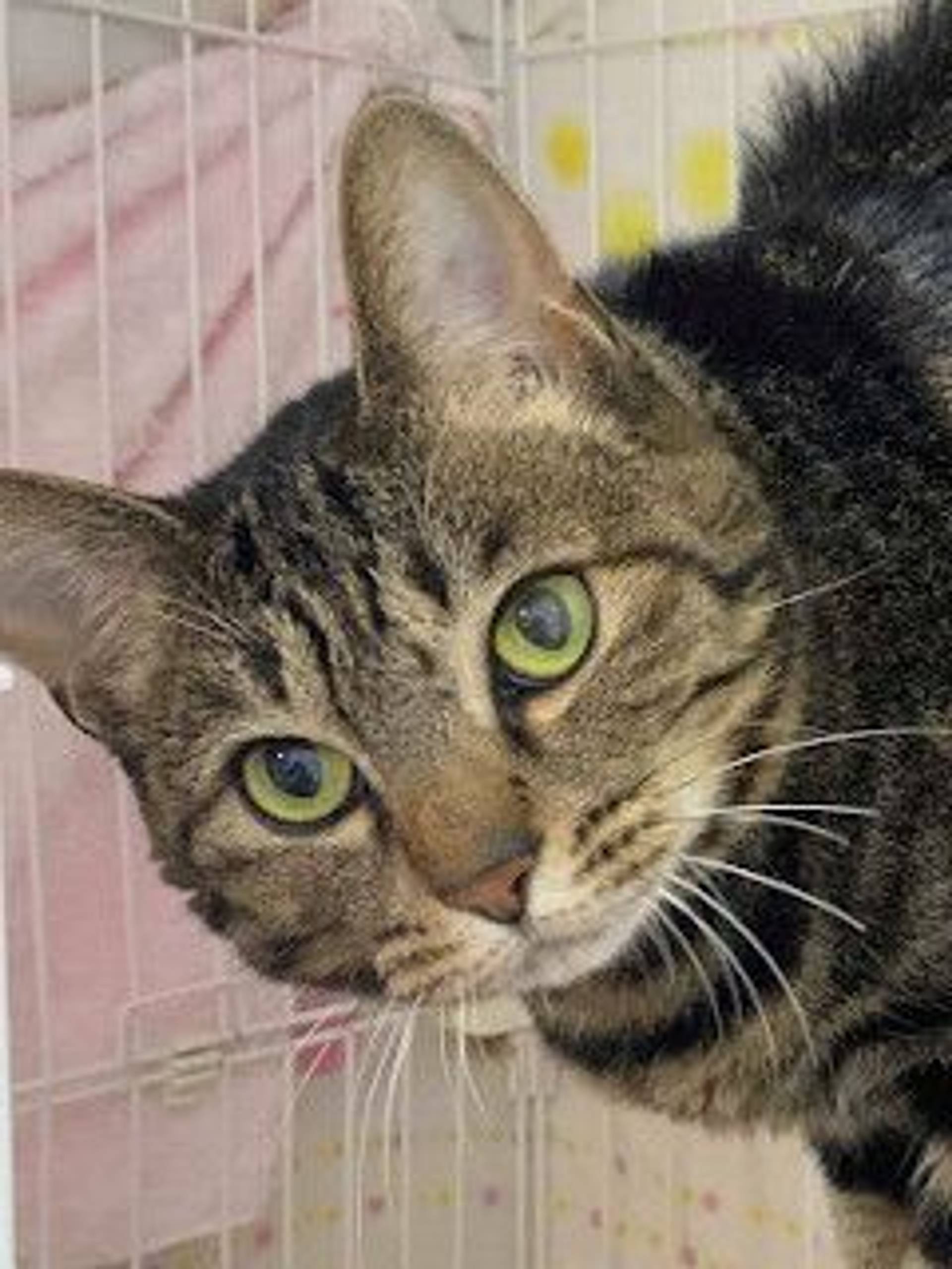 雑種（ミックス猫）・メスの里親募集の写真