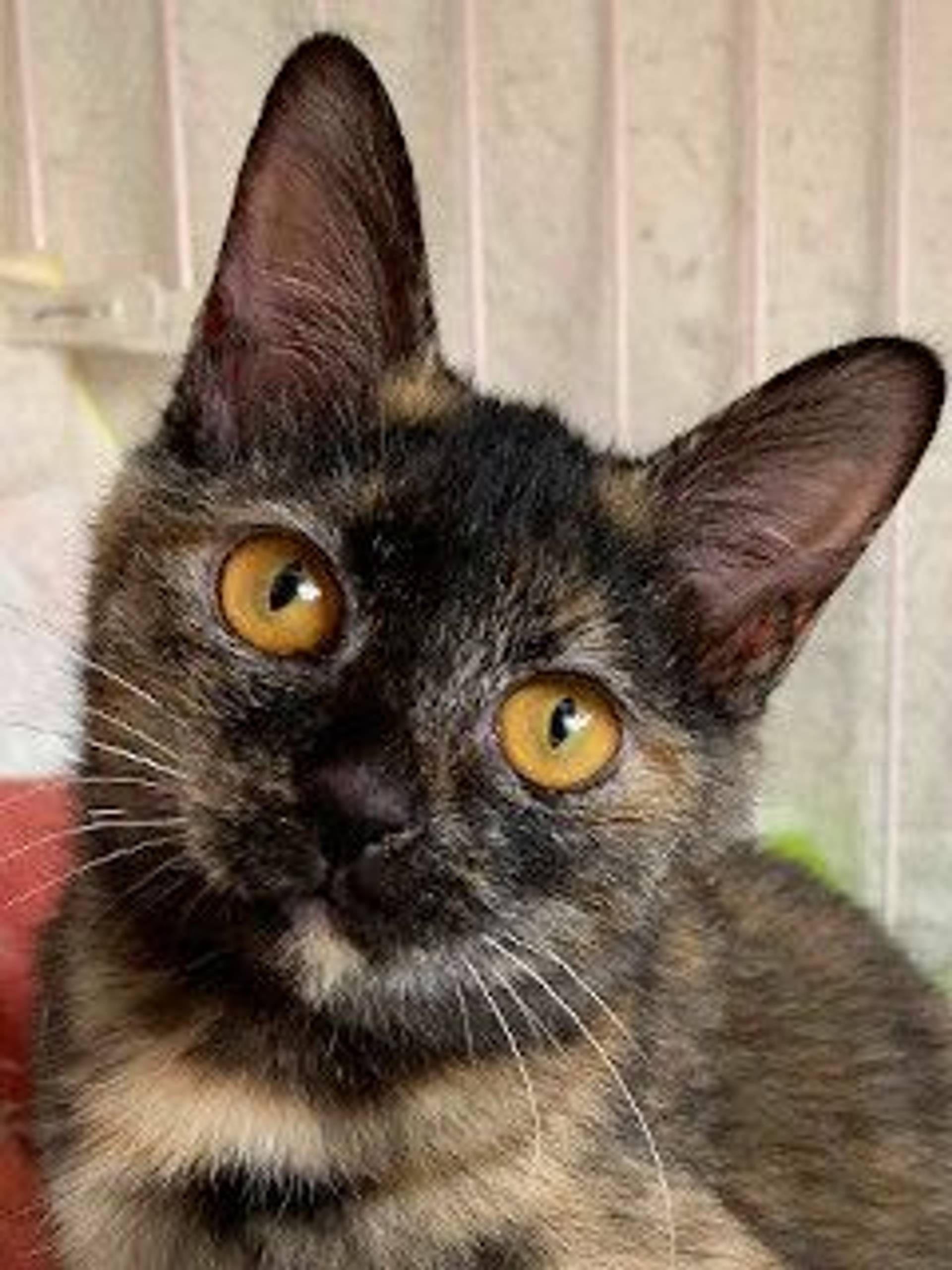 雑種（ミックス猫）・メスの里親募集の写真