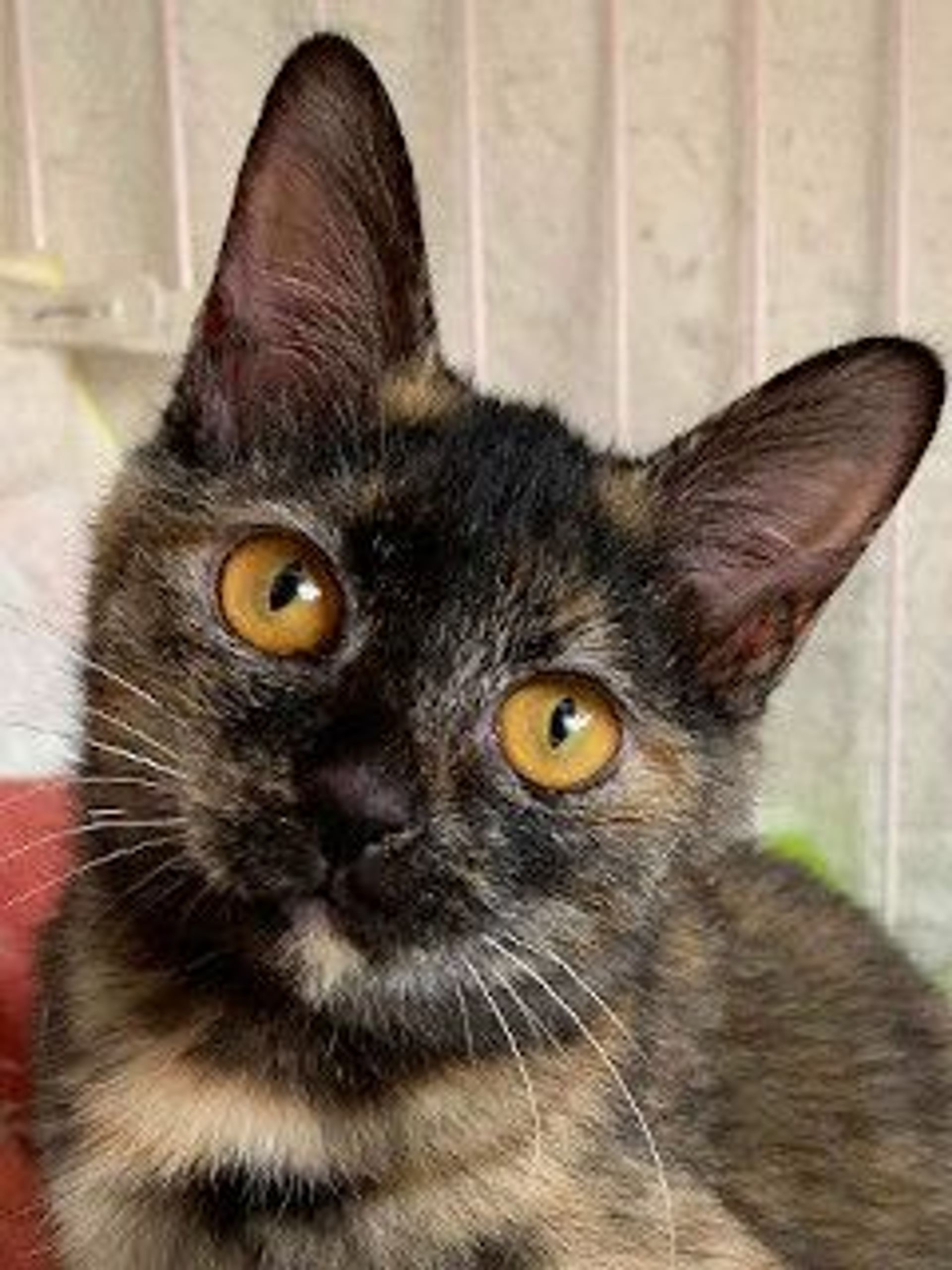 雑種（ミックス猫）・メスの里親募集の写真