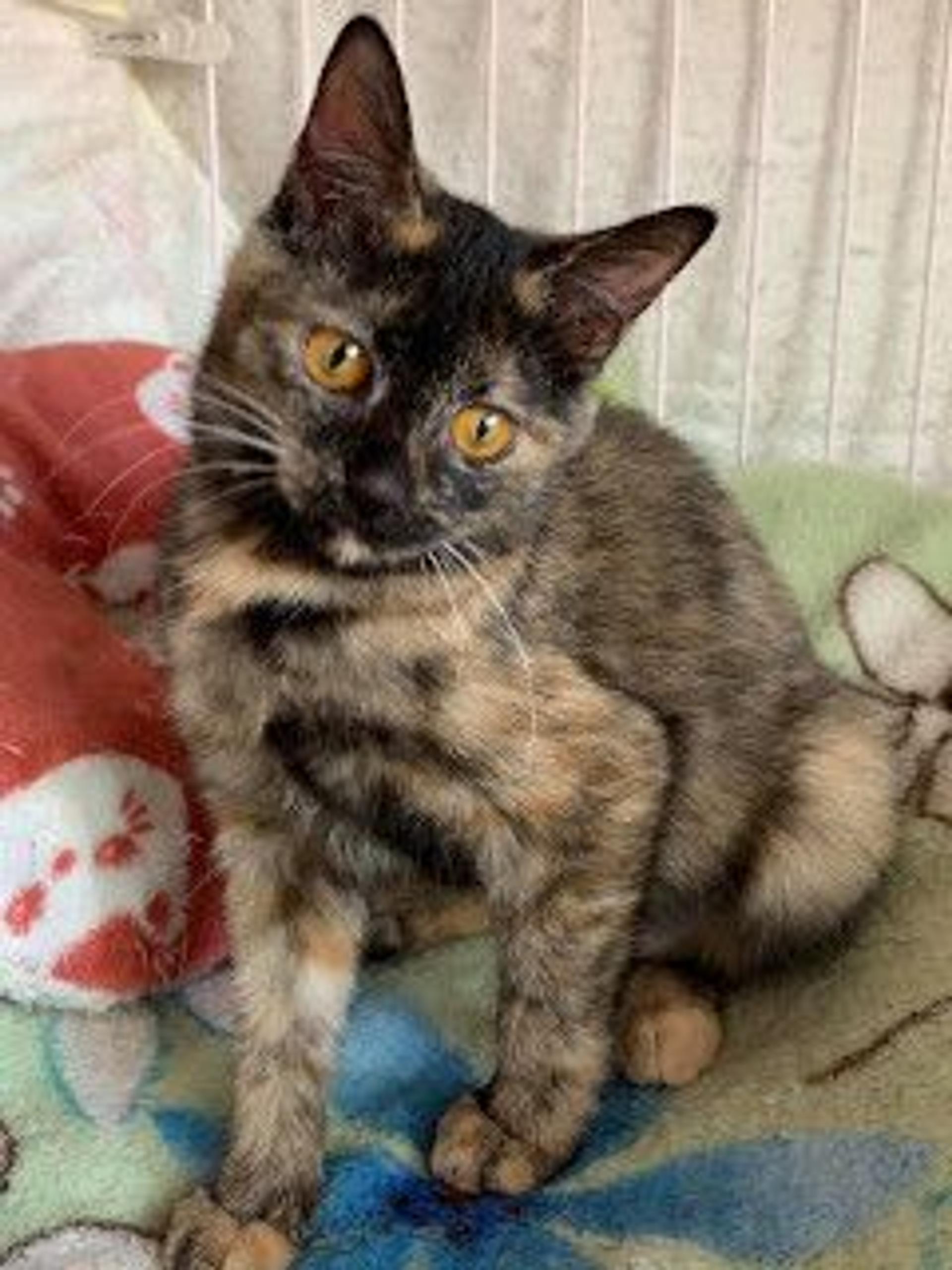 pet-image-4