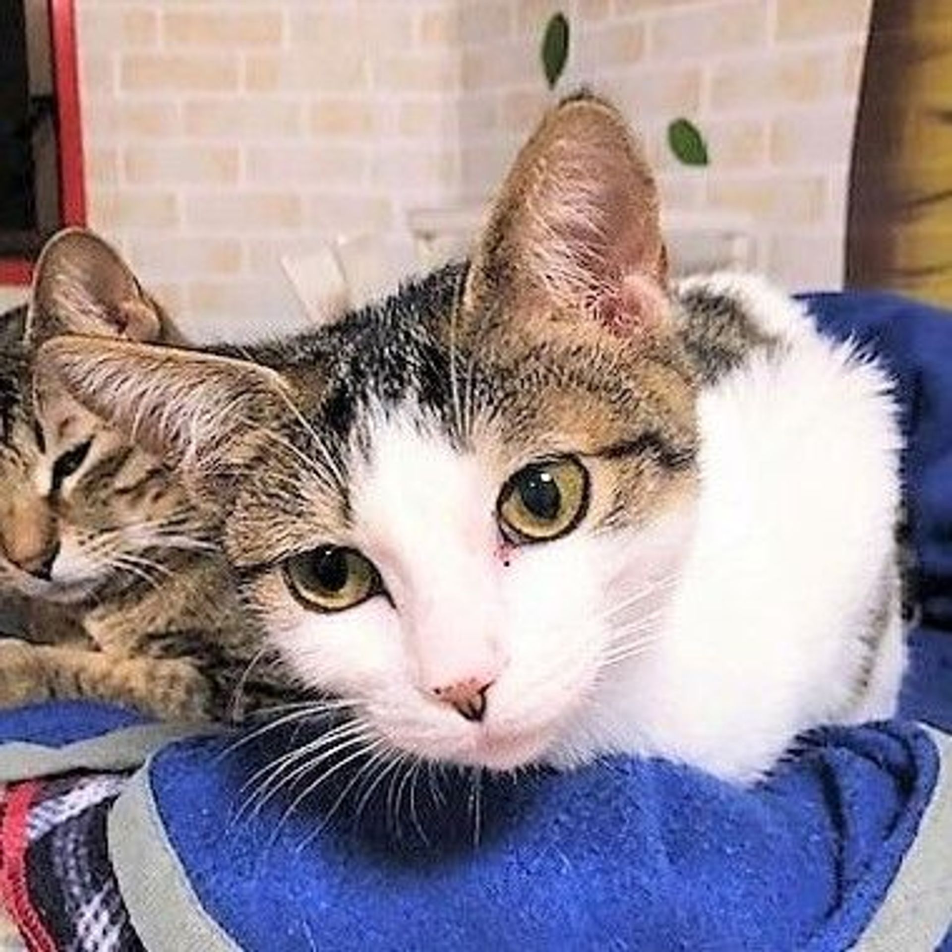 雑種（ミックス猫）・メスの里親募集の写真