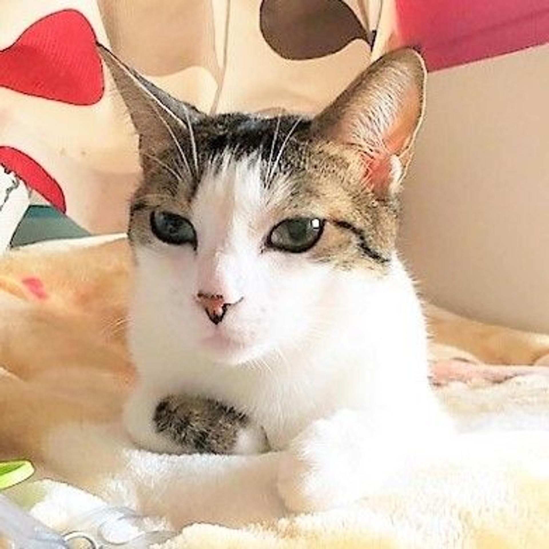 pet-image-8
