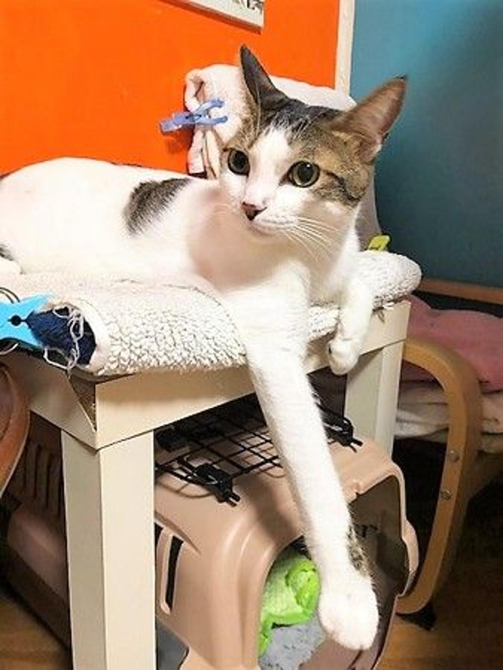 pet-image-3