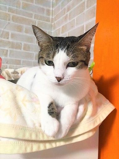 雑種（ミックス猫）・メスの里親募集の写真