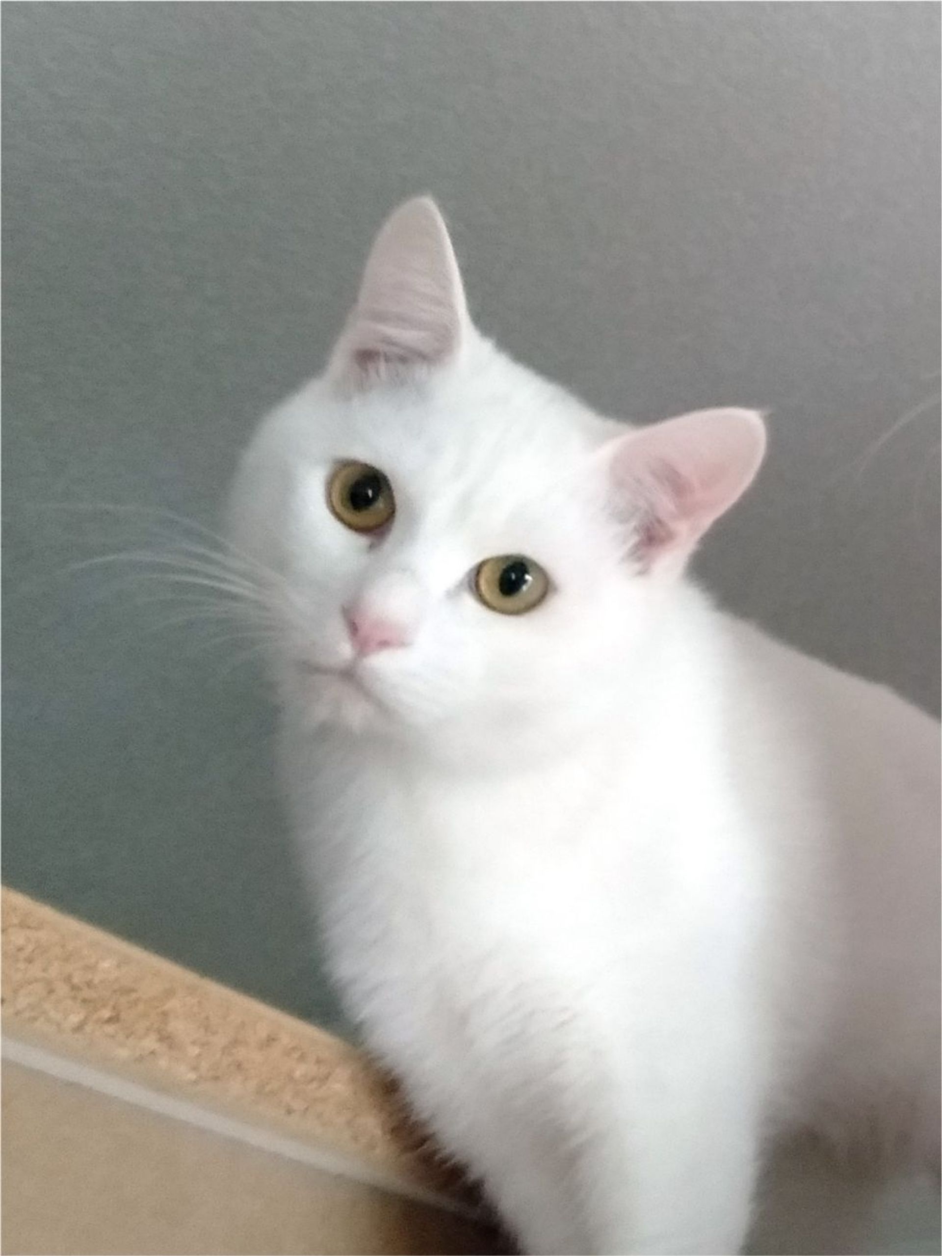 雑種（ミックス猫）・オスの里親募集の写真