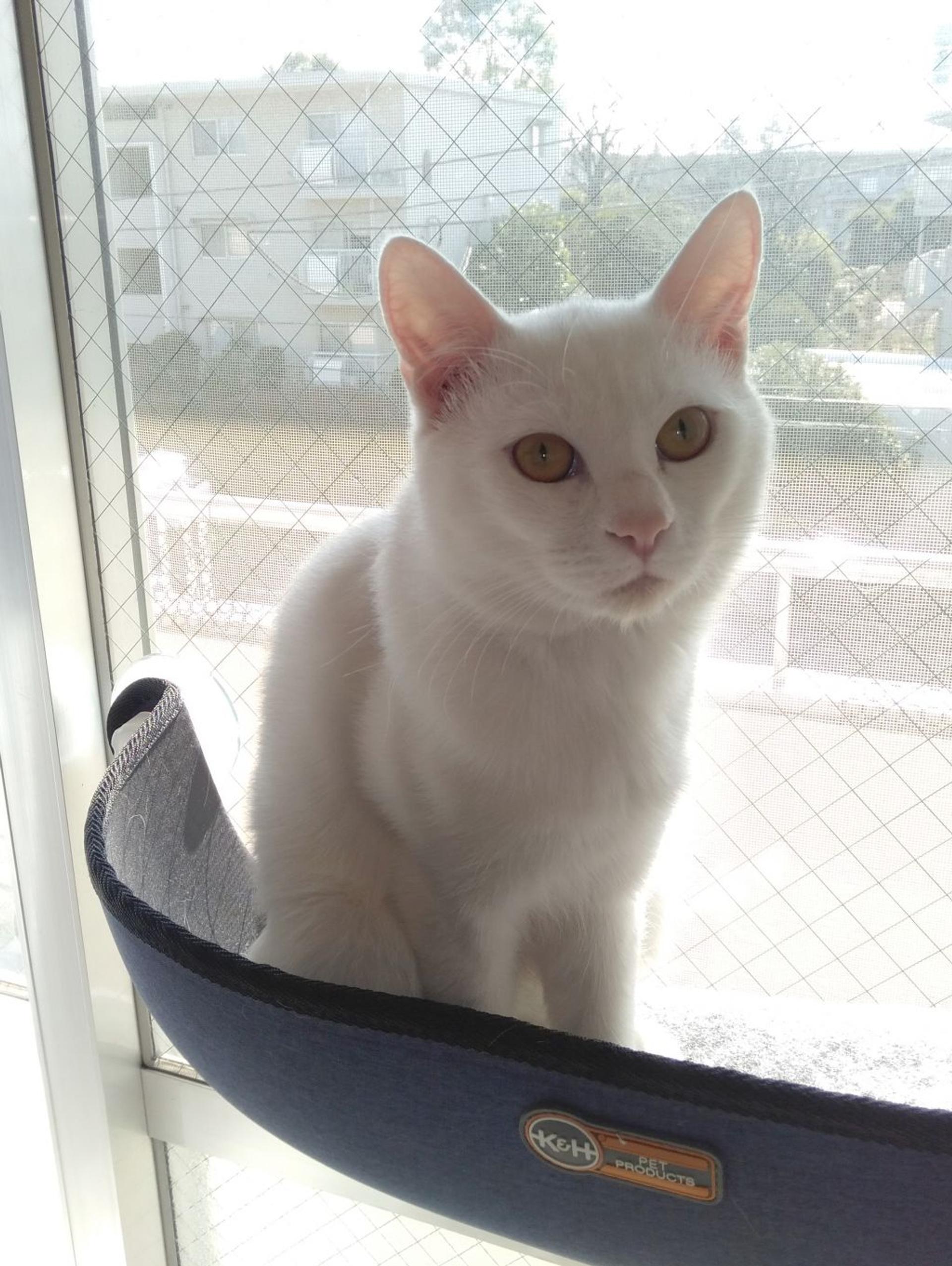 pet-image-4