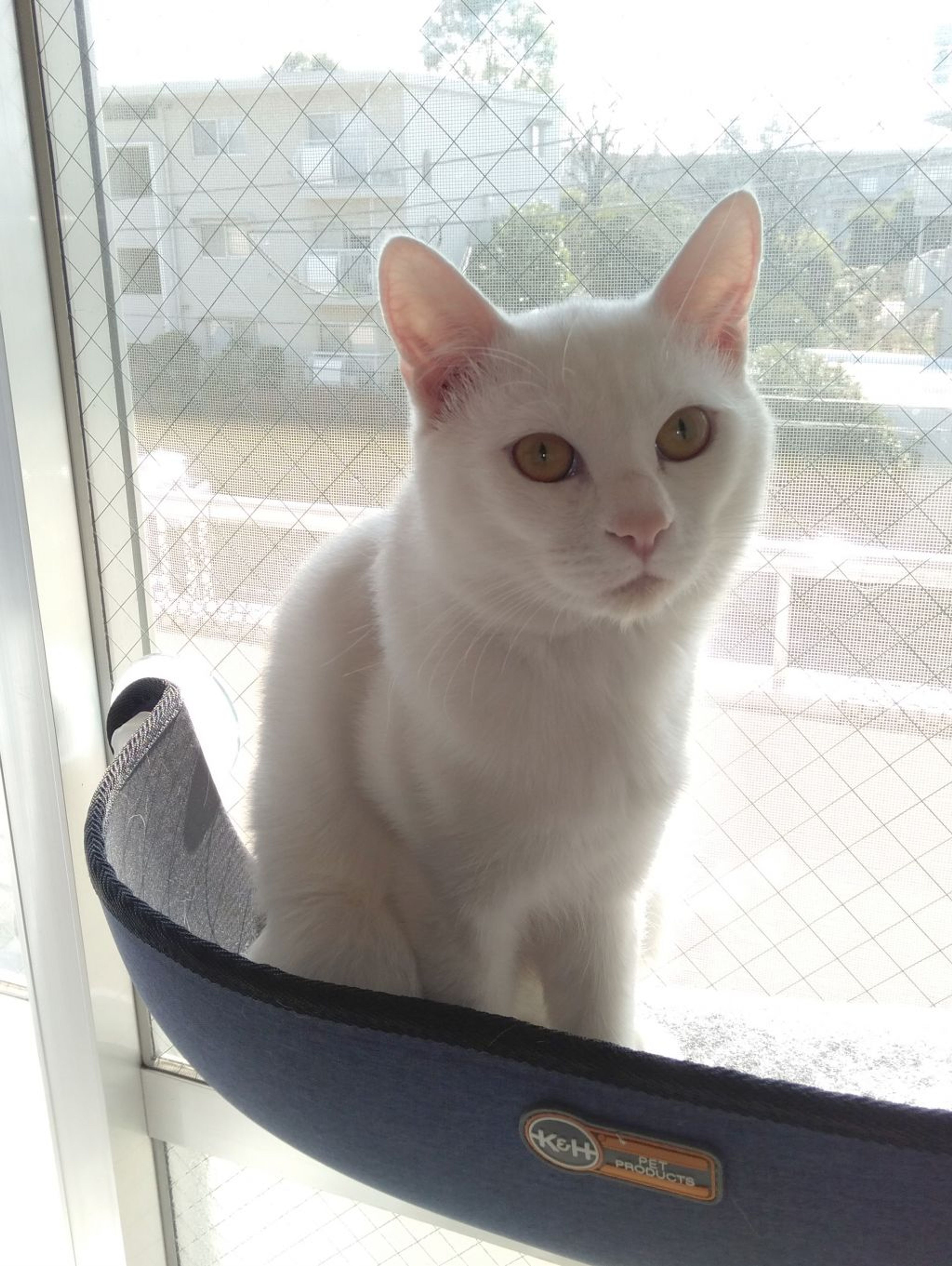 pet-image-4