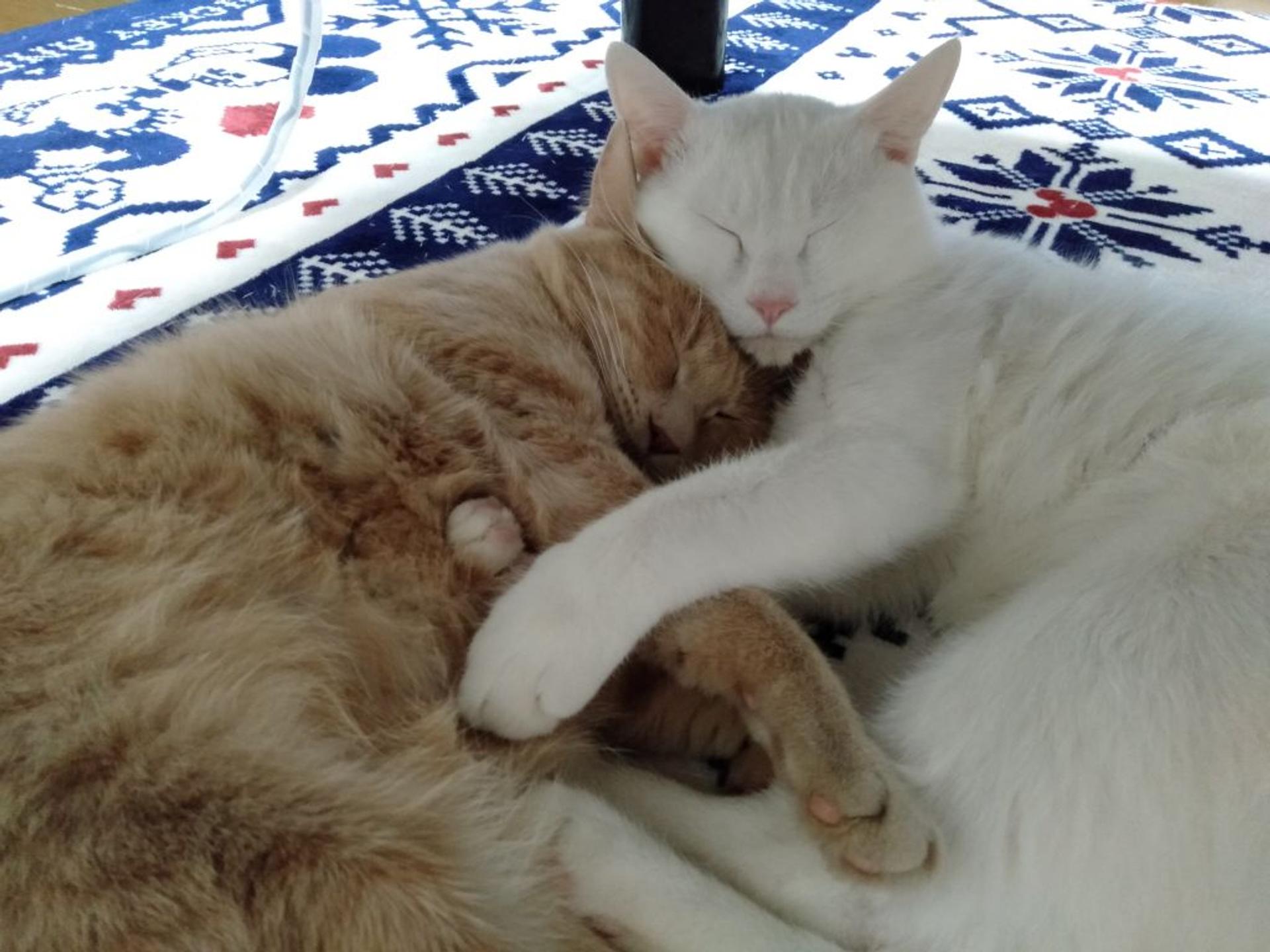pet-image-5