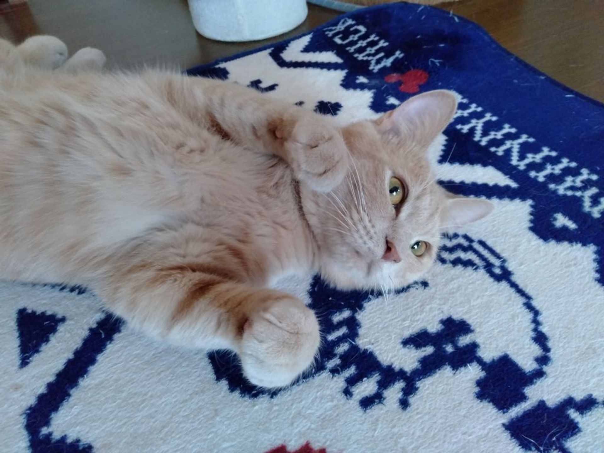 雑種（ミックス猫）・オスの里親募集の写真