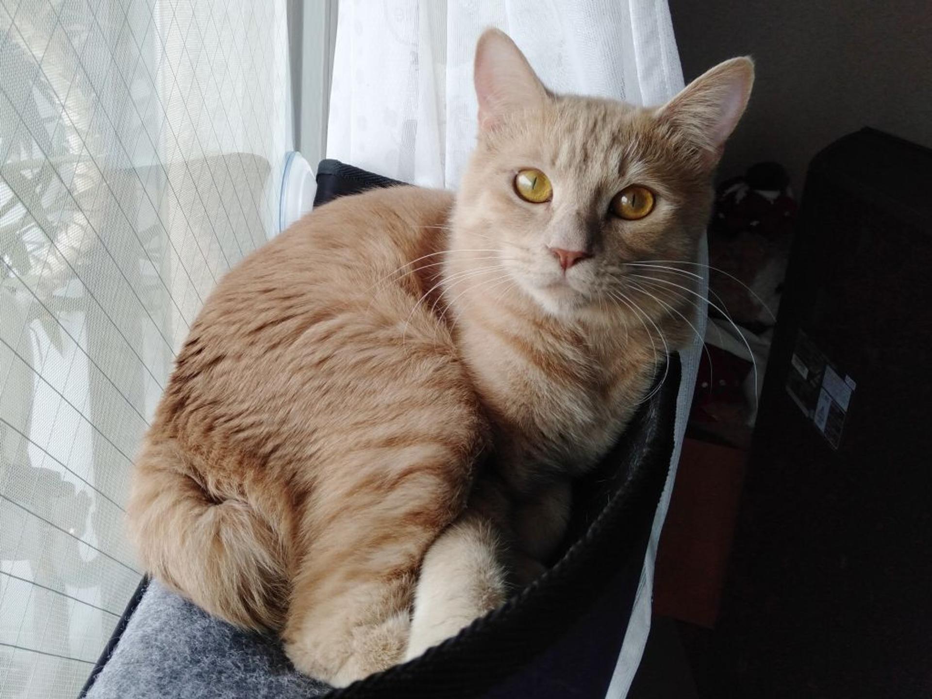 pet-image-4
