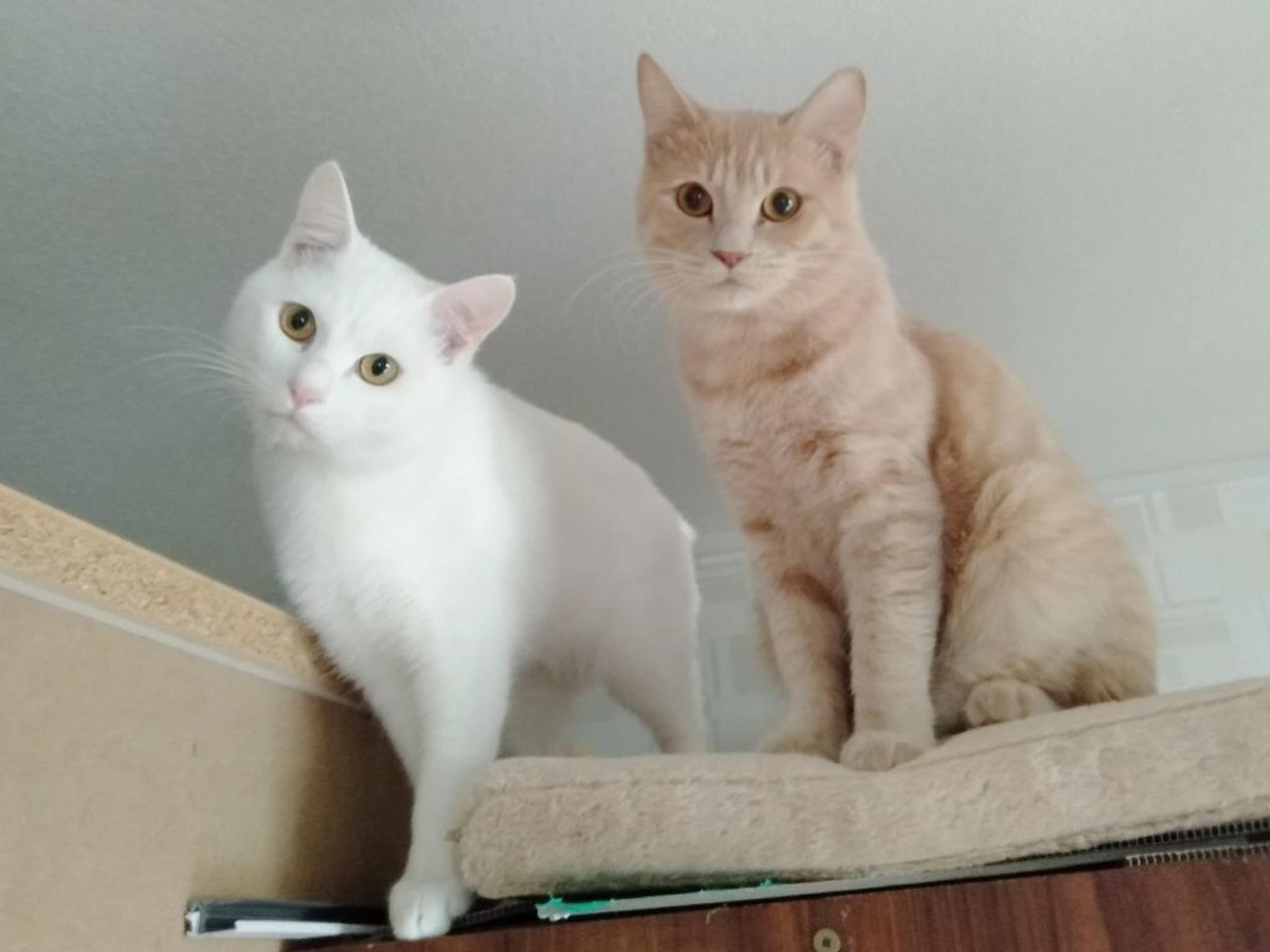 pet-image-5