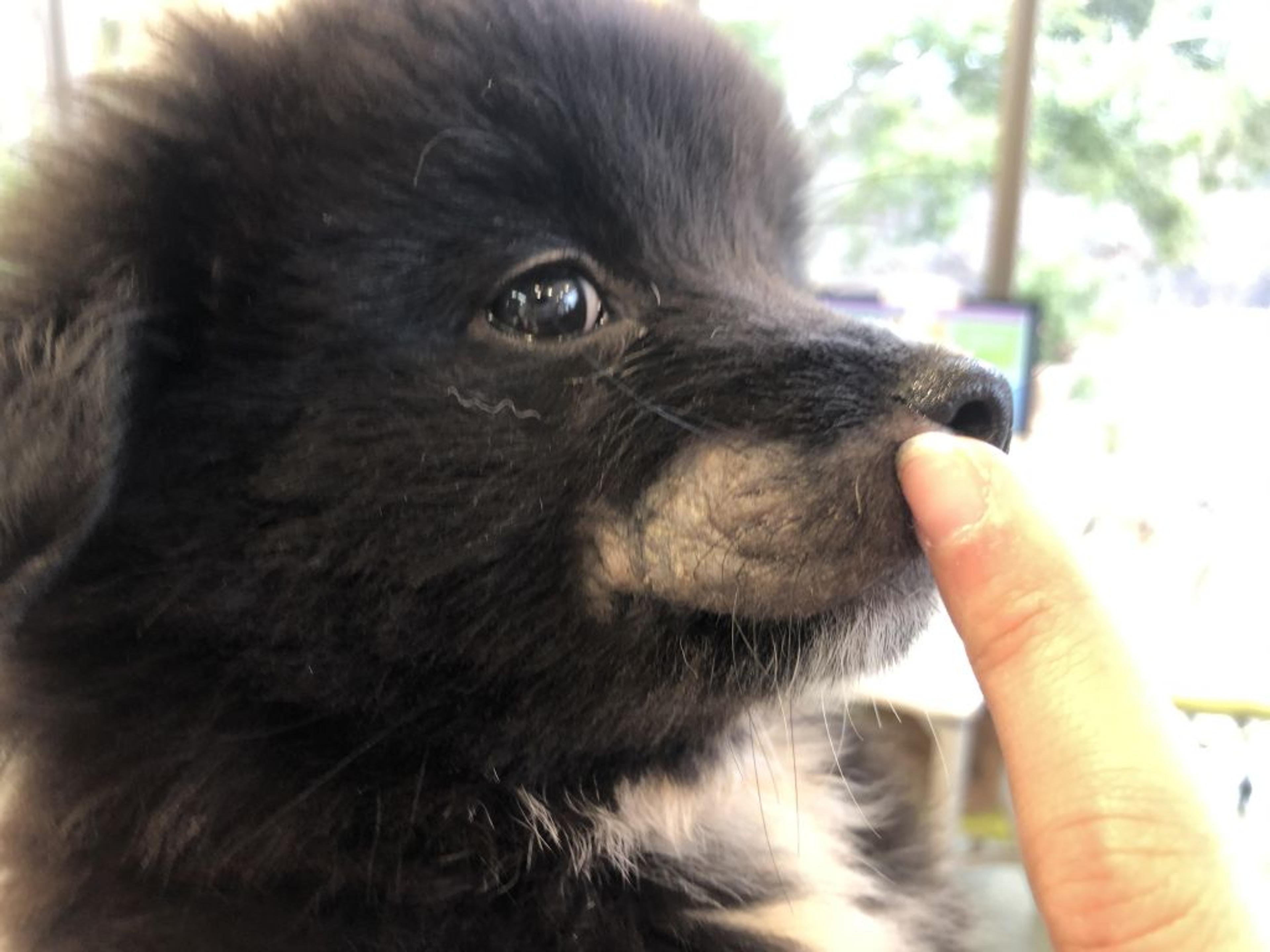 pet-image-2