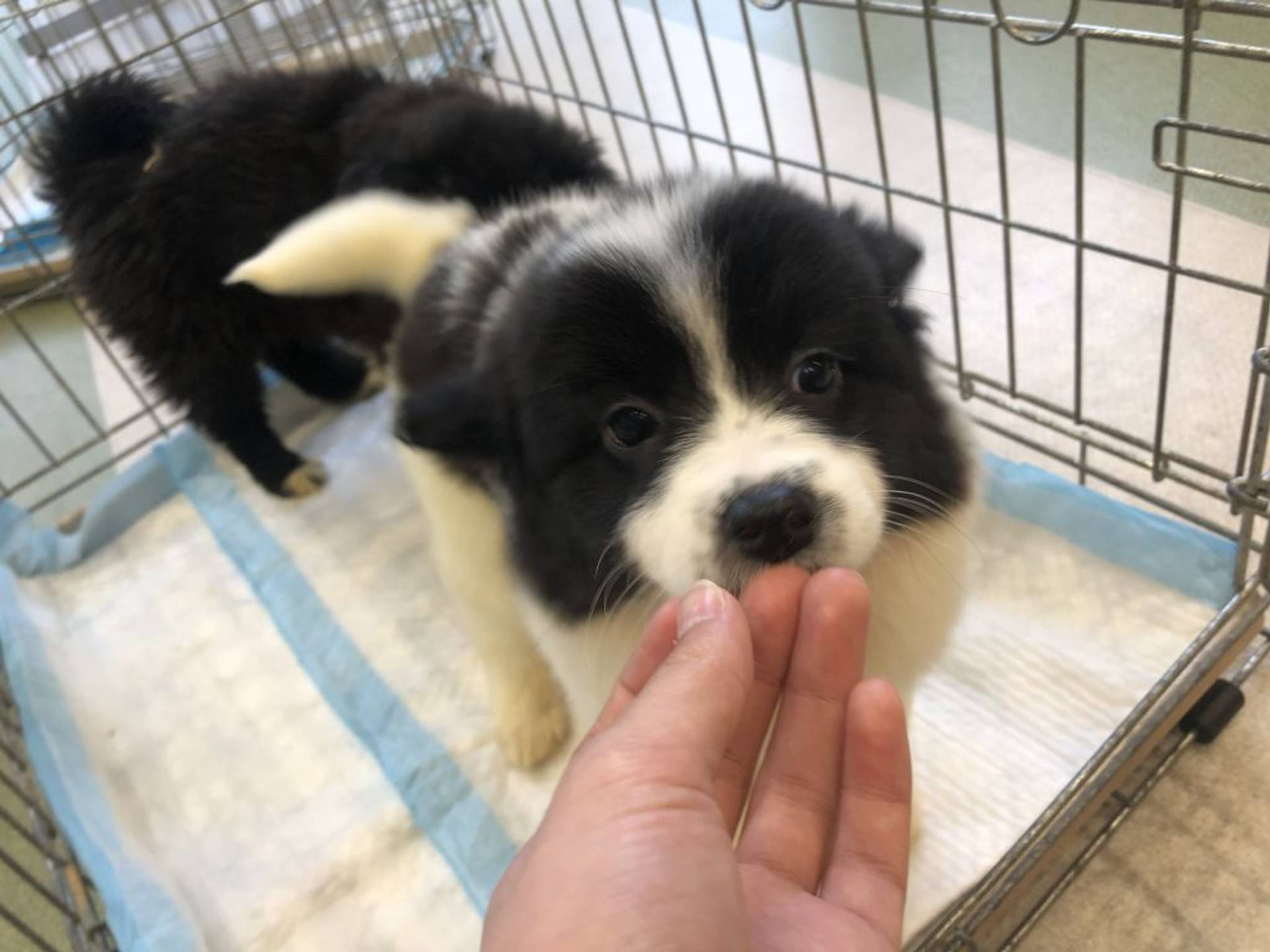 雑種（ミックス犬）・メスの里親募集の写真